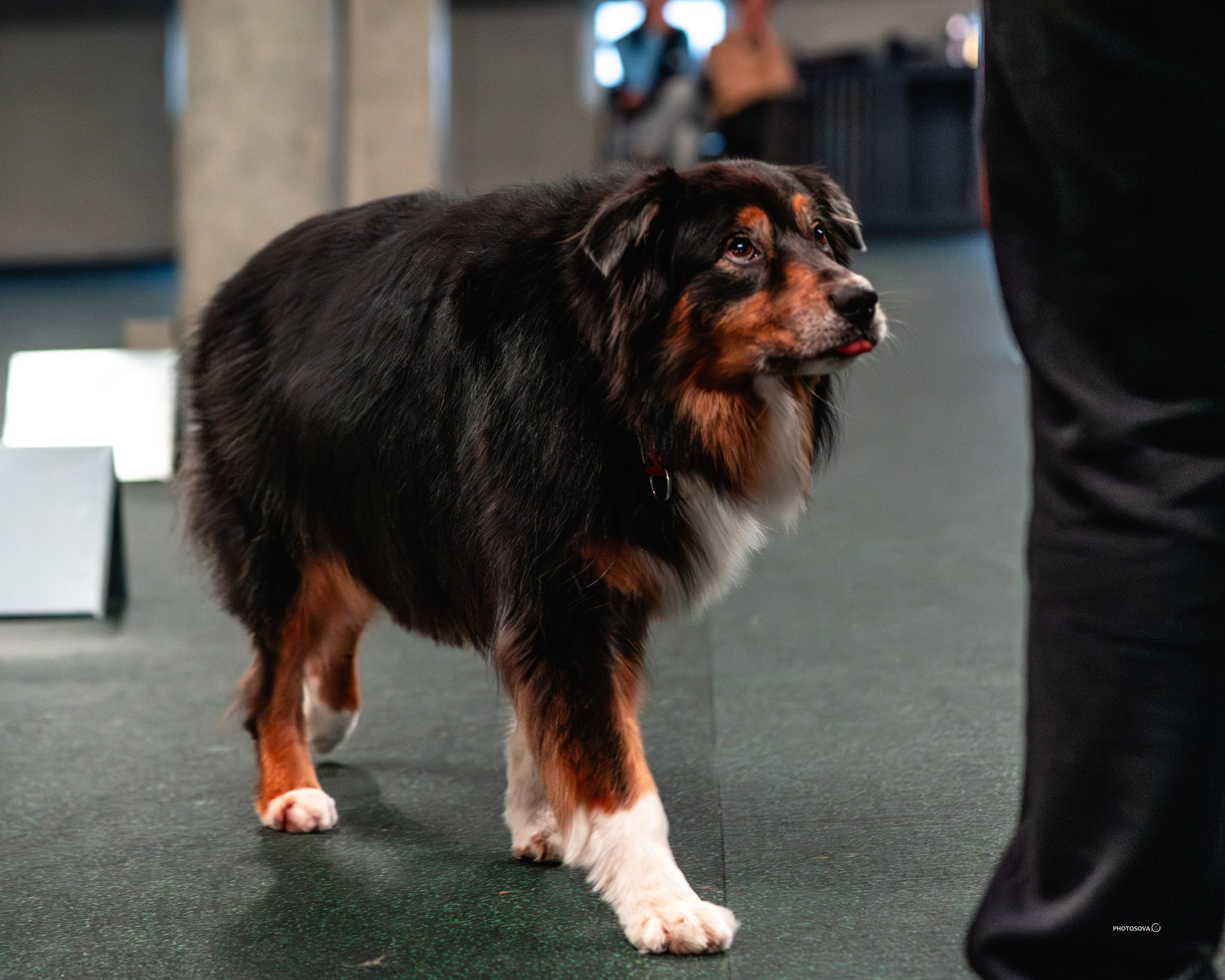 ТЫ И Я (соревнования по ралли-обидиенс). Фотограф-анималист, семейный фотограф в Москве и Подмосковье. Фотосъёмка кинологических дисциплин