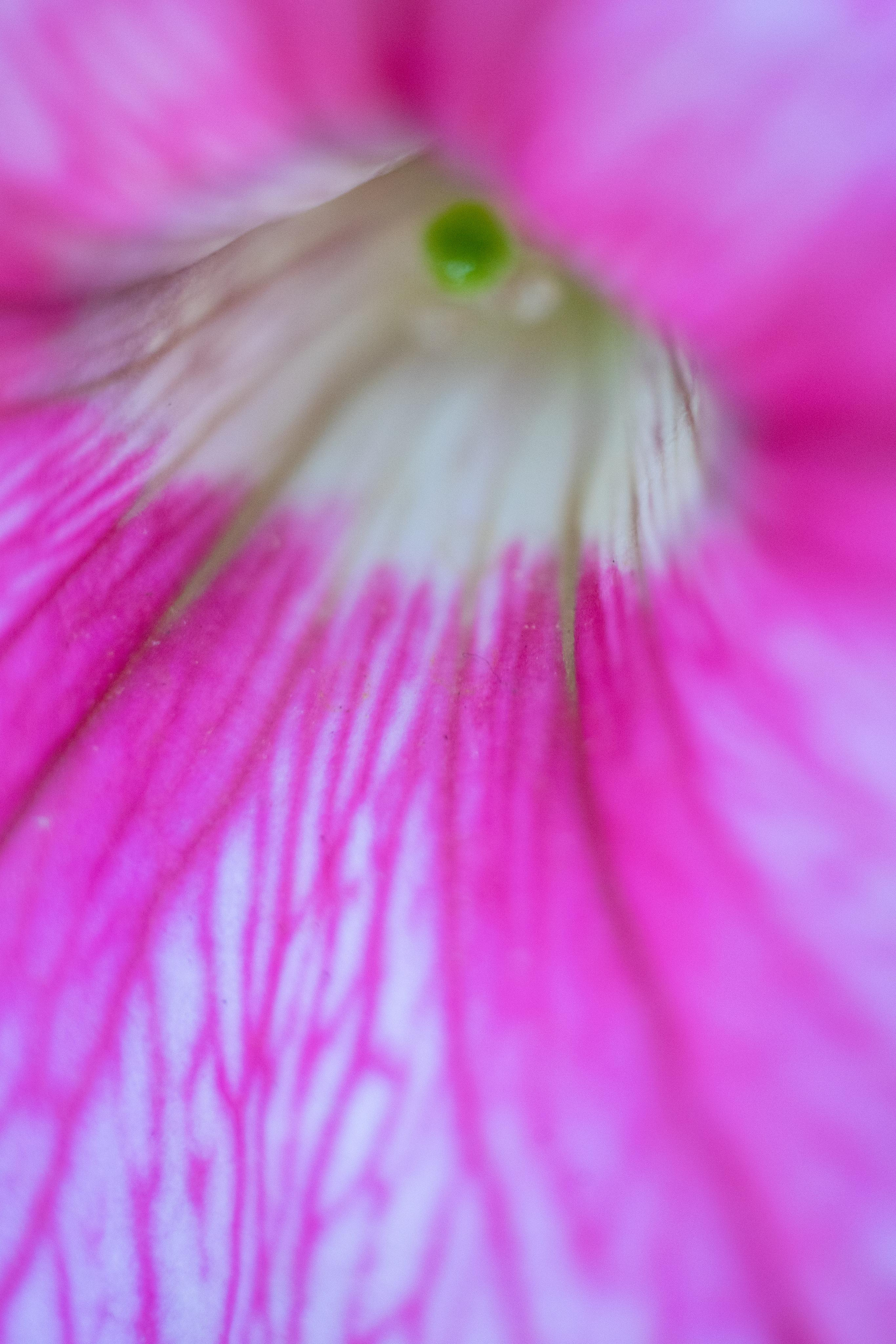 Красивые кадры и макро. Фотограф Ахмедов Эльдар Чита