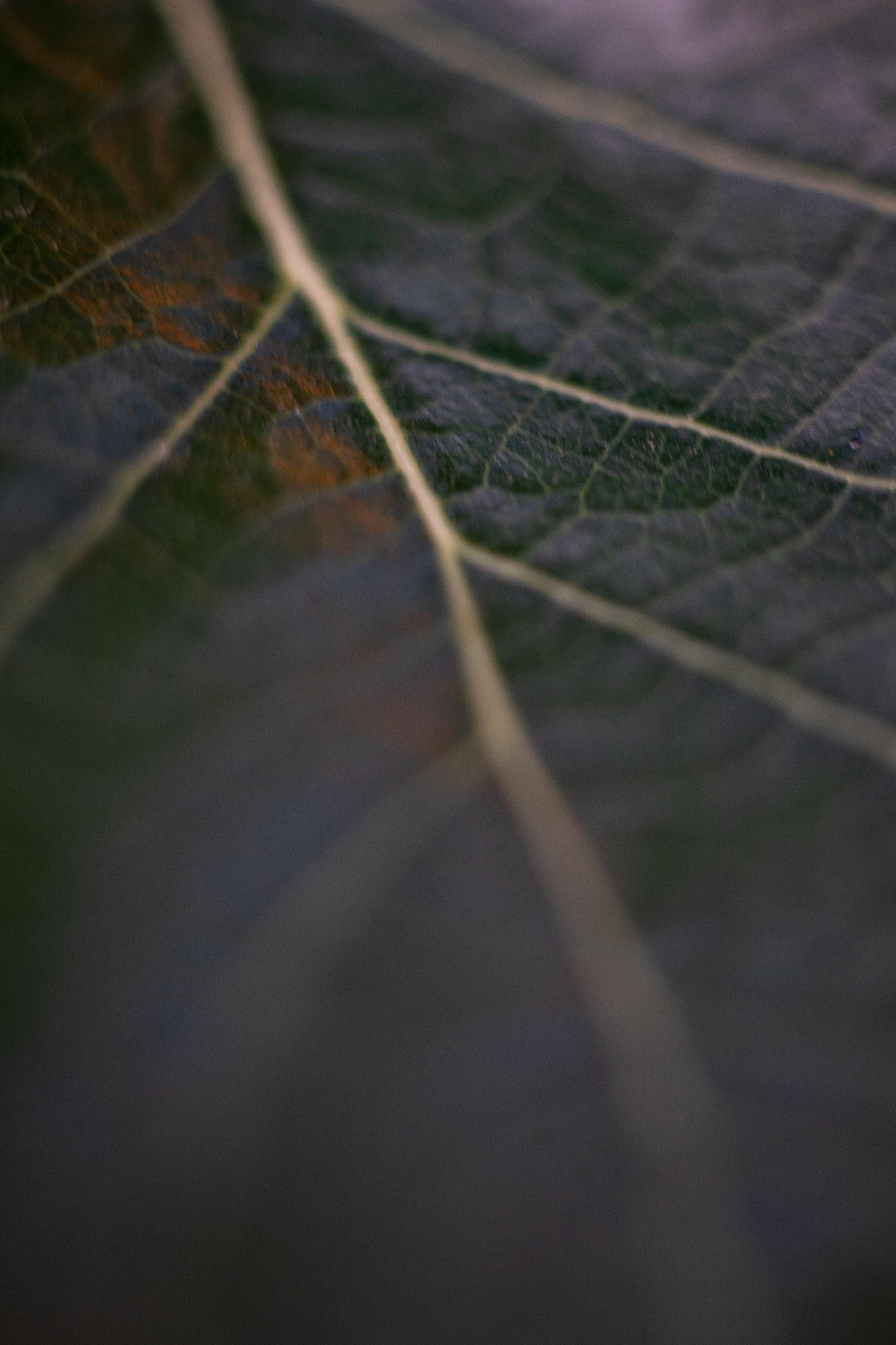 Красивые кадры и макро. Фотограф Ахмедов Эльдар Чита