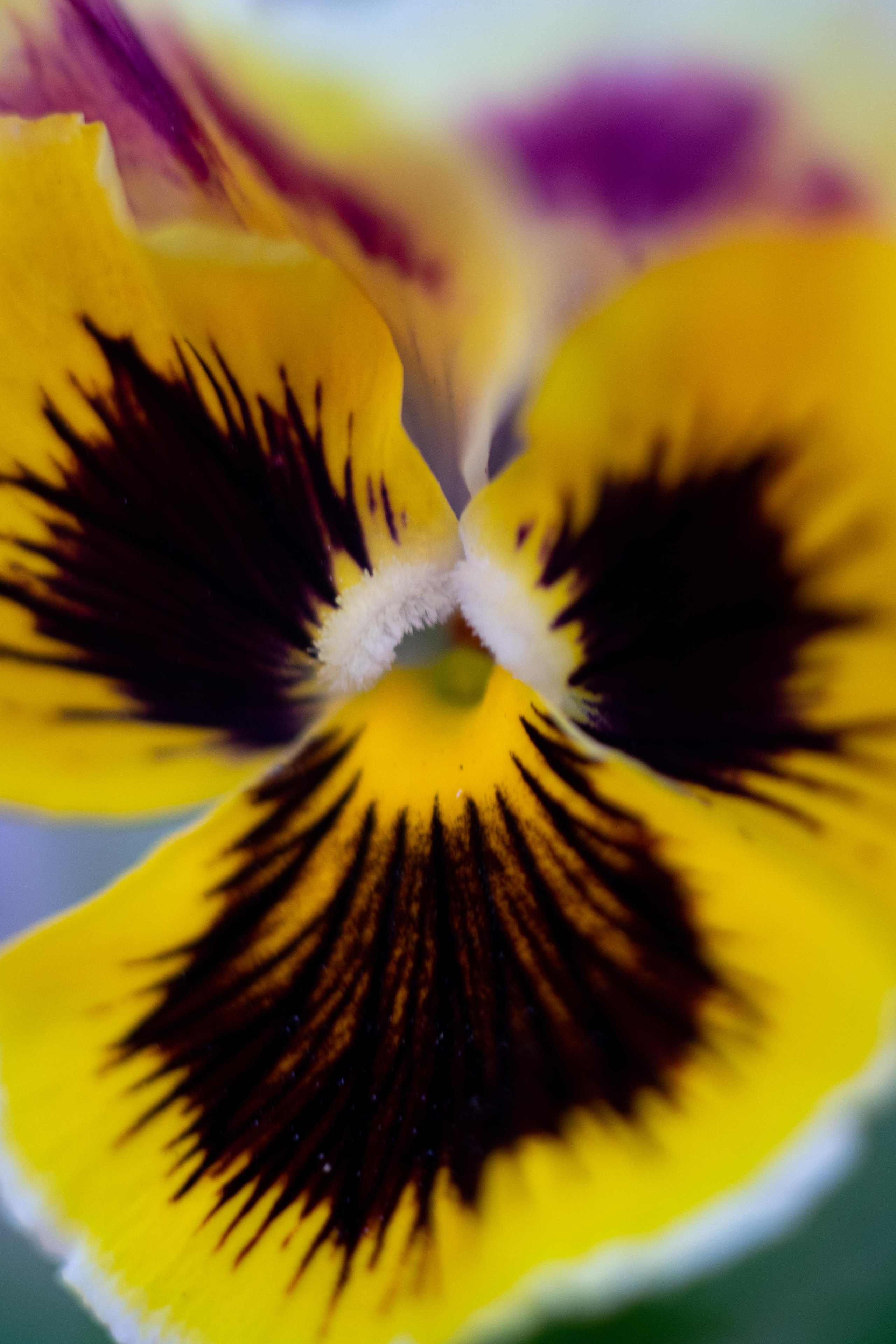 Красивые кадры и макро. Фотограф Ахмедов Эльдар Чита