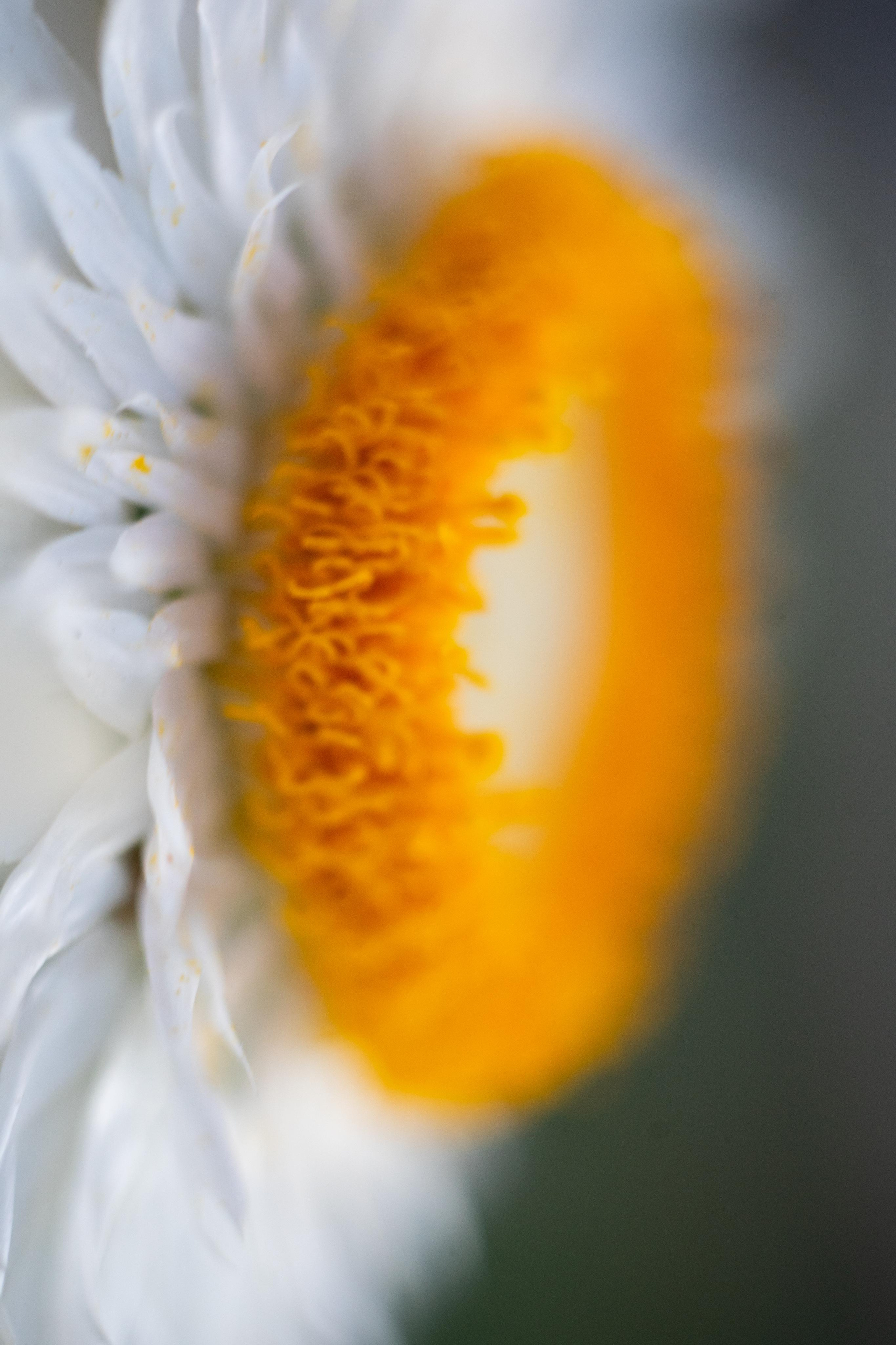 Красивые кадры и макро. Фотограф Ахмедов Эльдар Чита