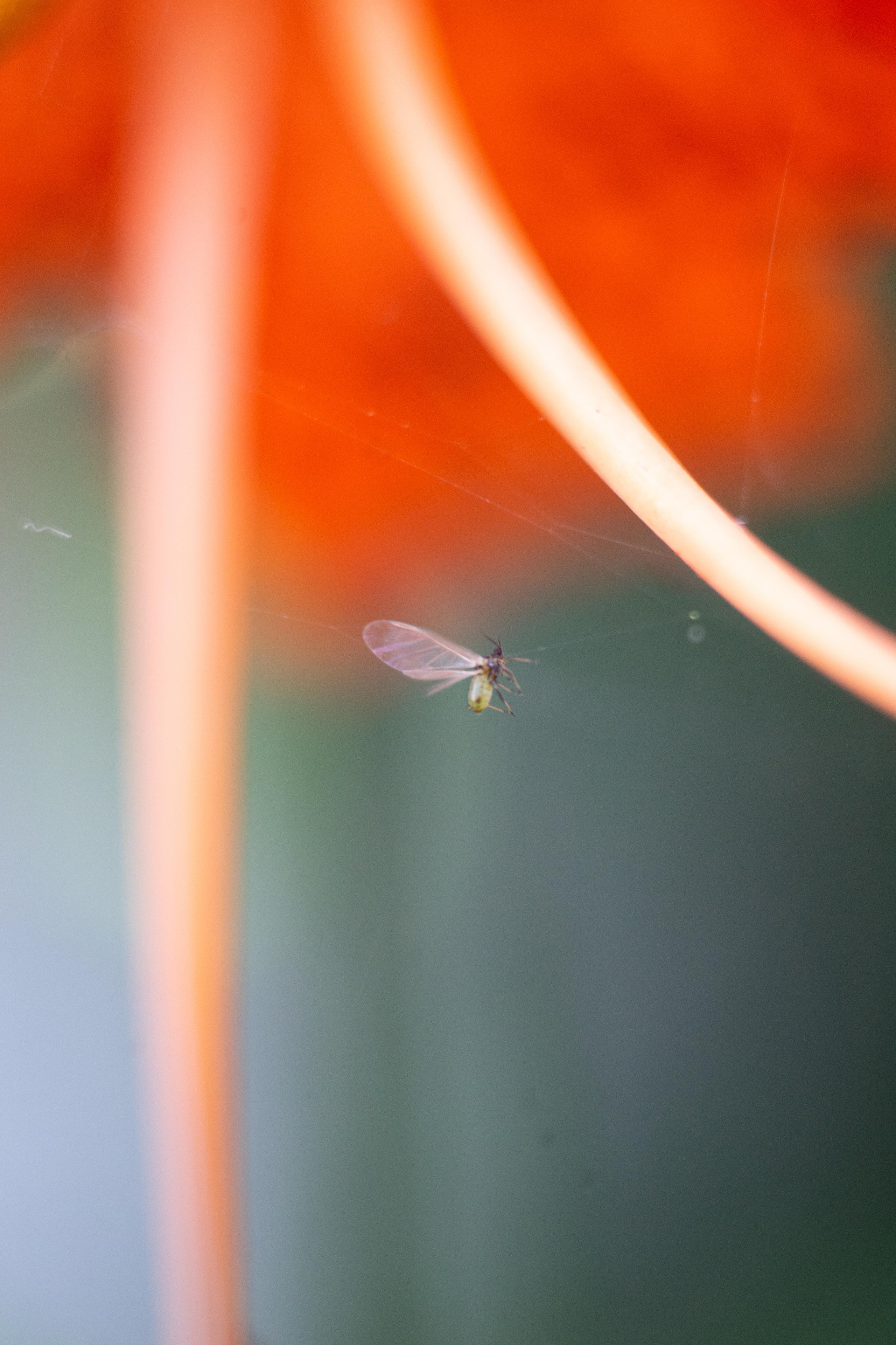 Красивые кадры и макро. Фотограф Ахмедов Эльдар Чита