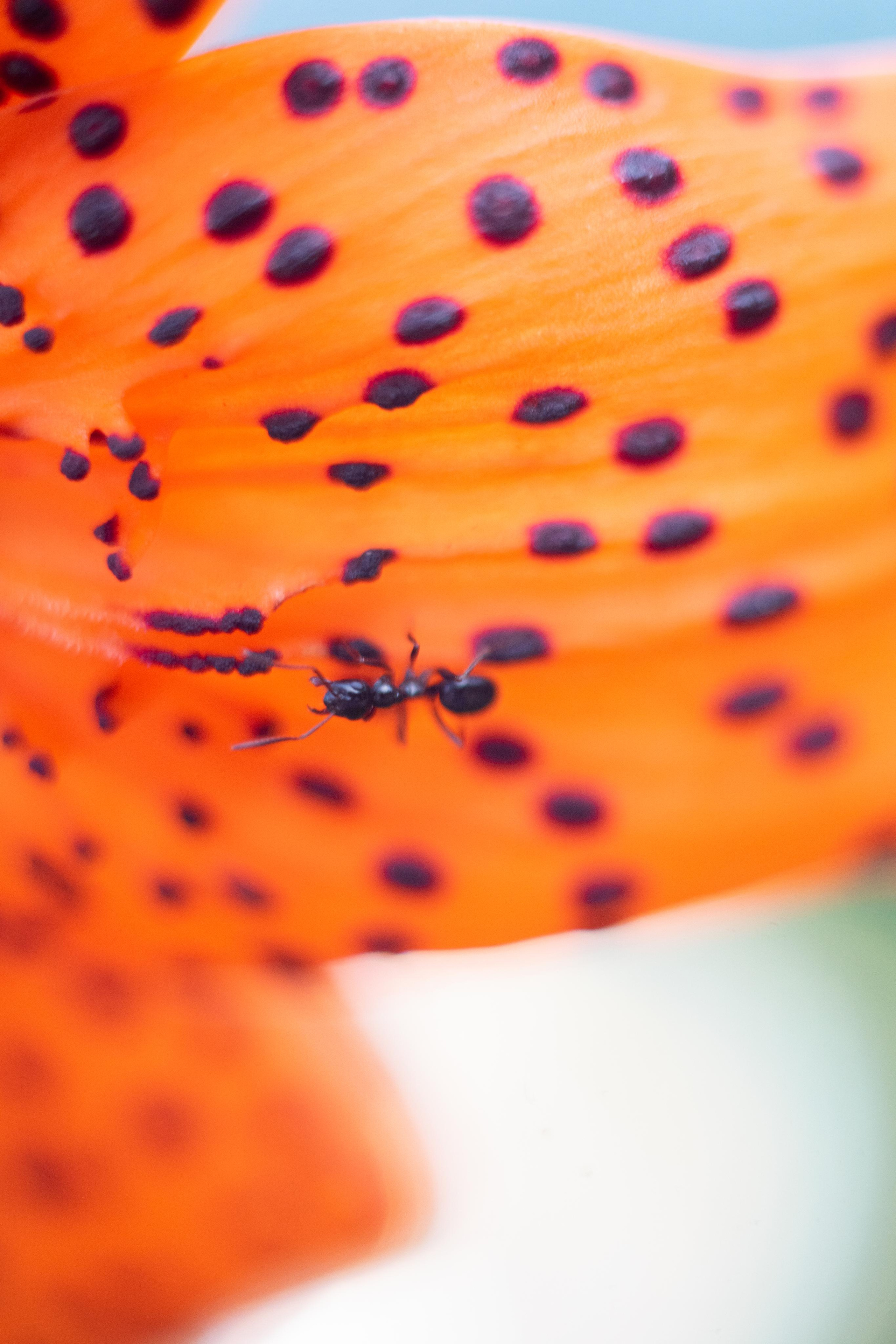 Красивые кадры и макро. Фотограф Ахмедов Эльдар Чита