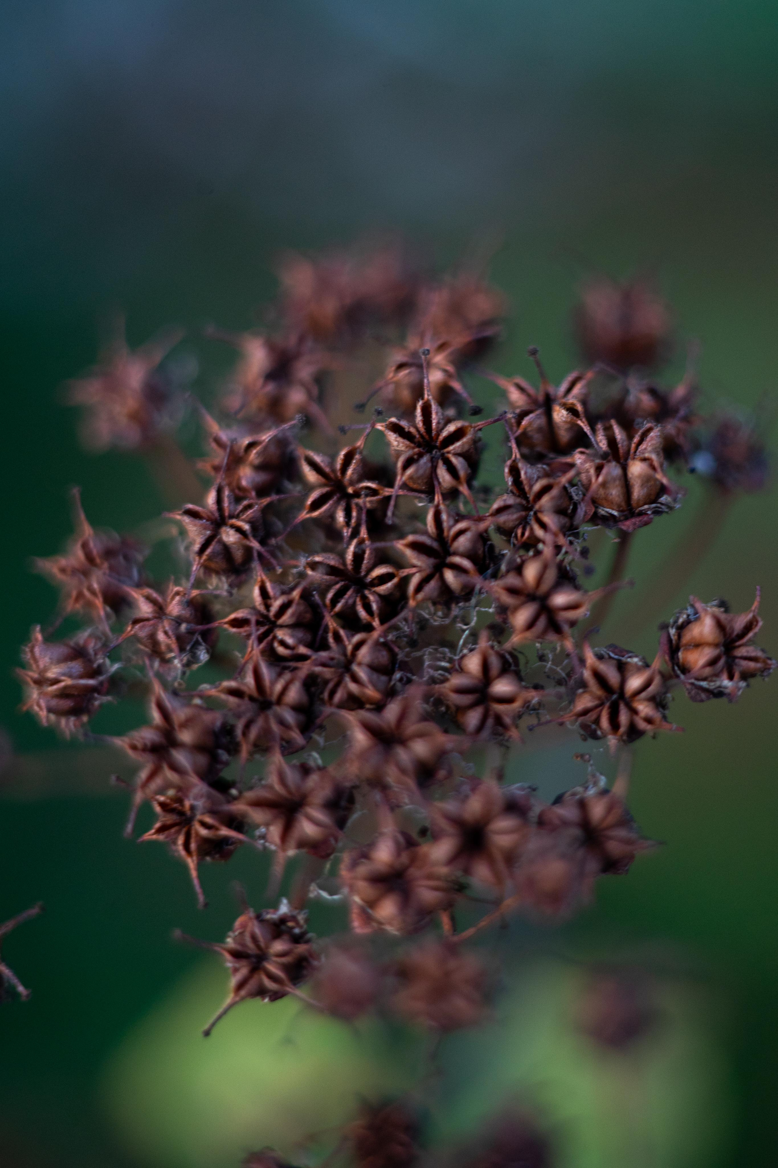 Красивые кадры и макро. Фотограф Ахмедов Эльдар Чита