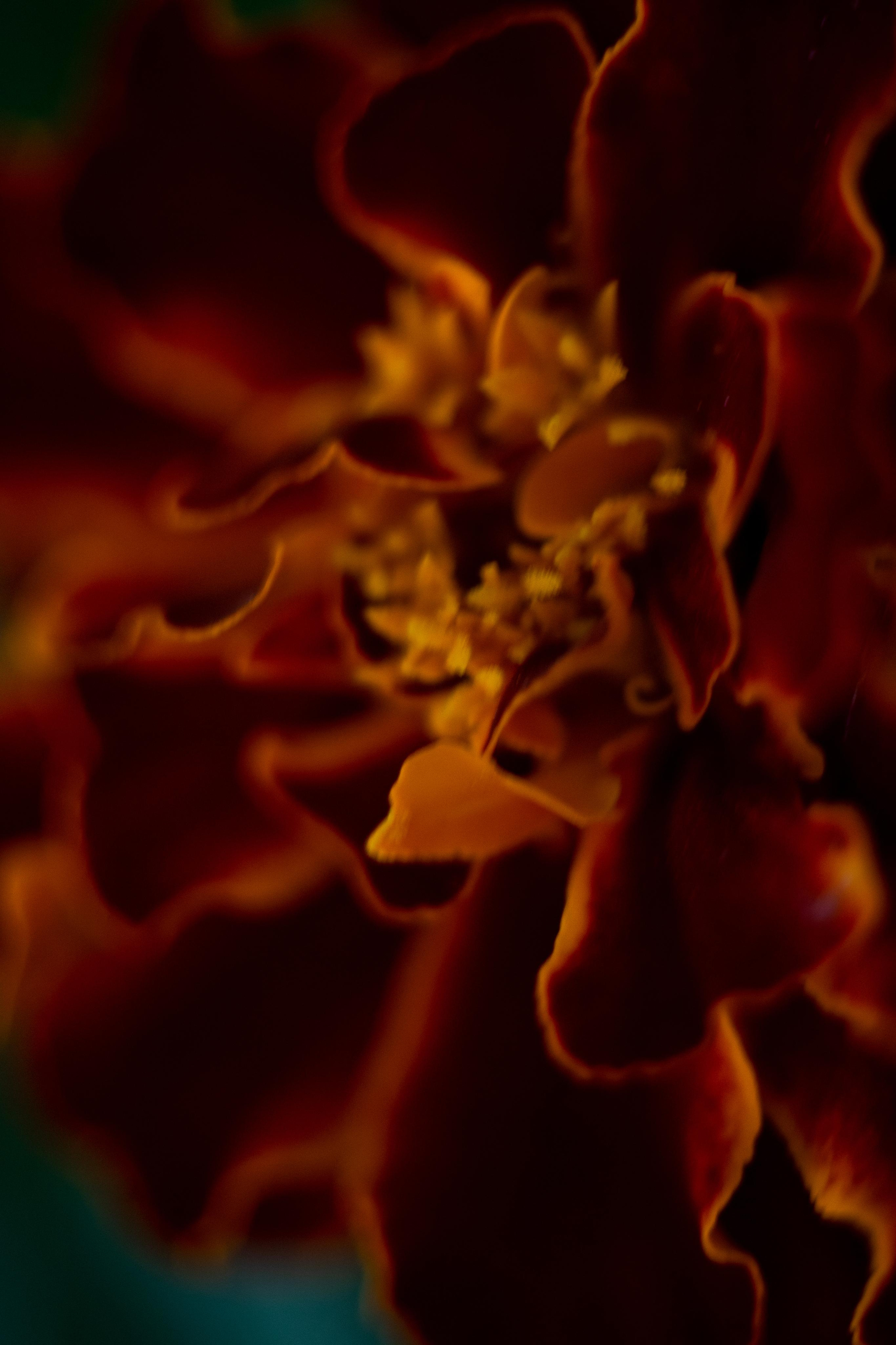 Красивые кадры и макро. Фотограф Ахмедов Эльдар Чита