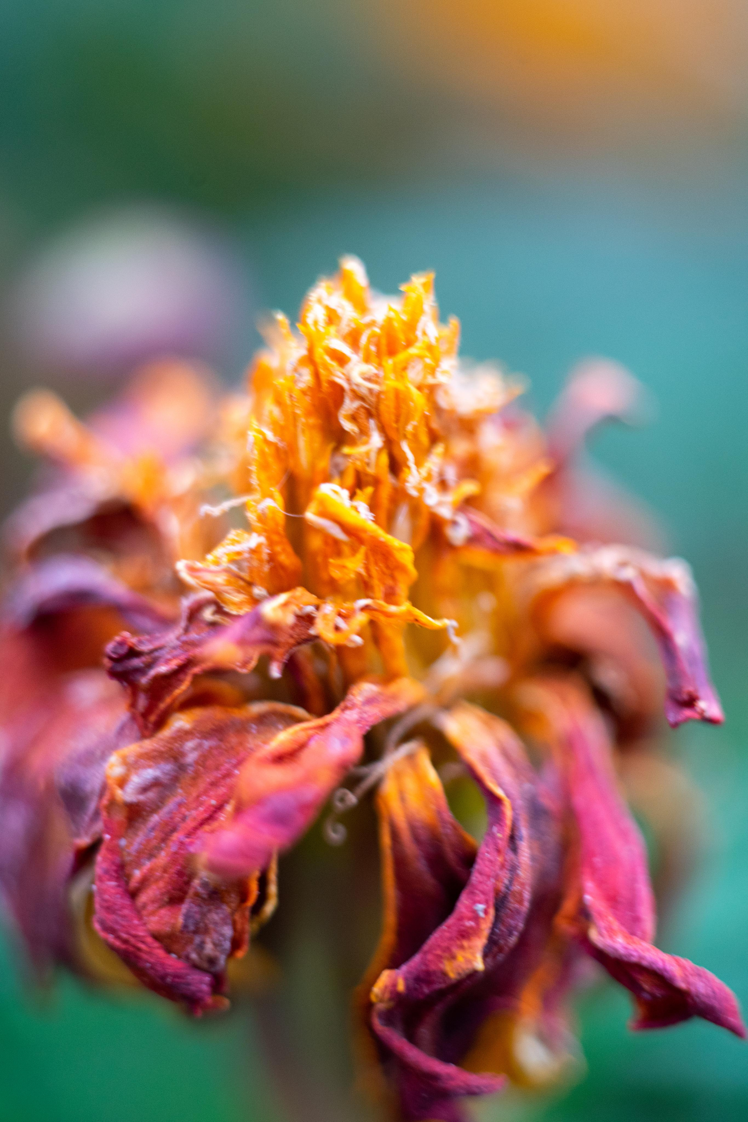 Красивые кадры и макро. Фотограф Ахмедов Эльдар Чита