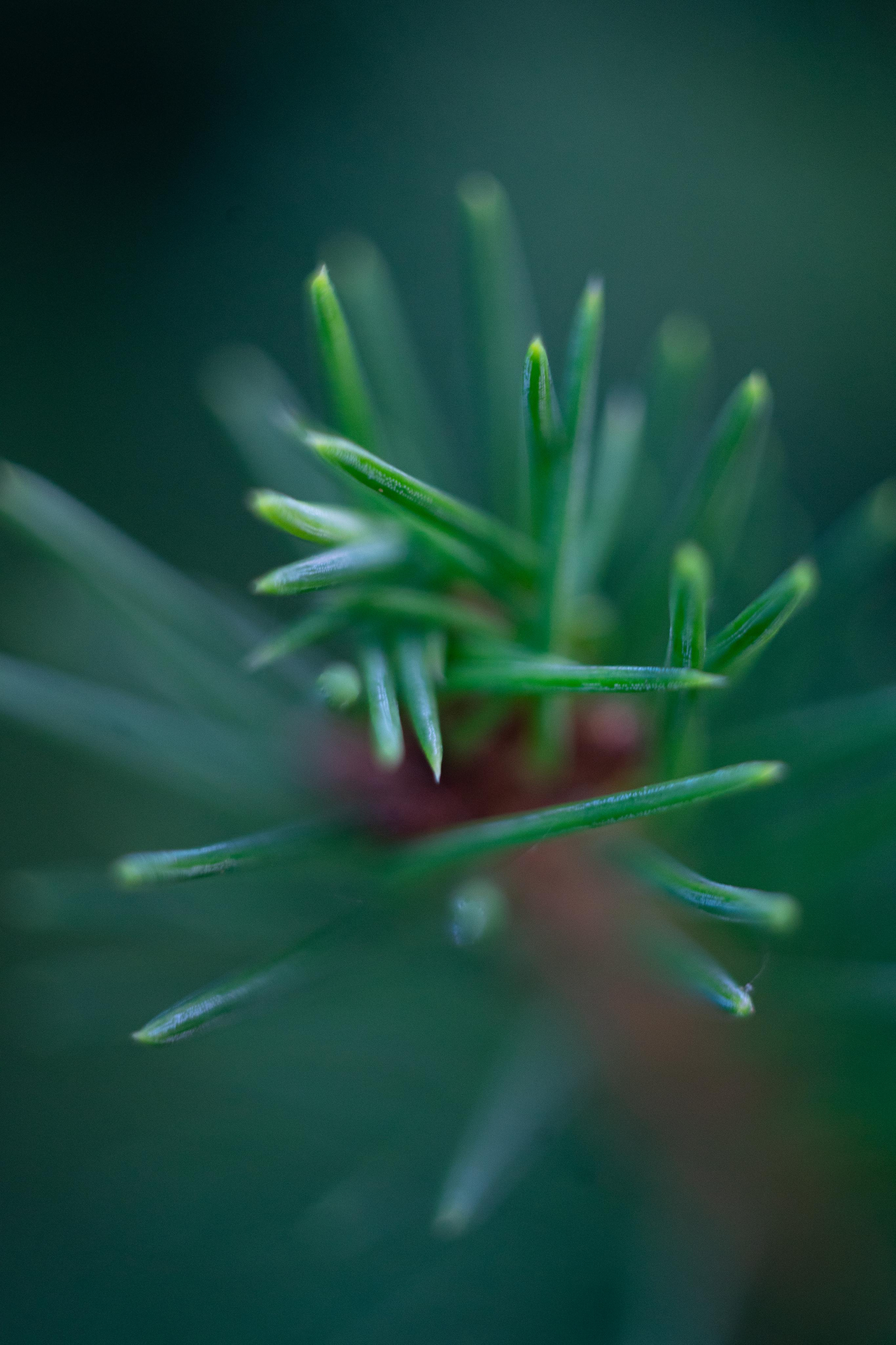 Красивые кадры и макро. Фотограф Ахмедов Эльдар Чита