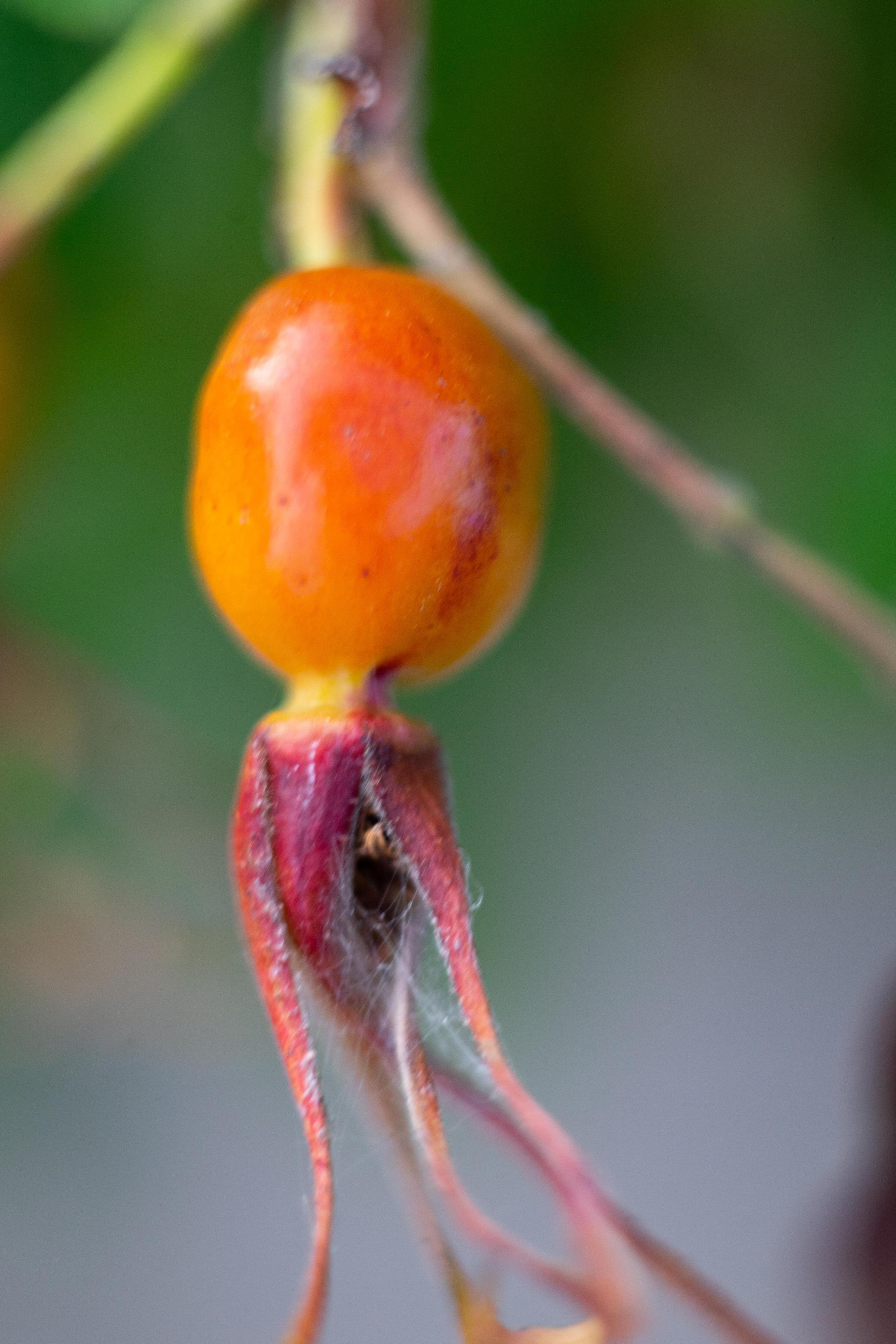 Красивые кадры и макро. Фотограф Ахмедов Эльдар Чита