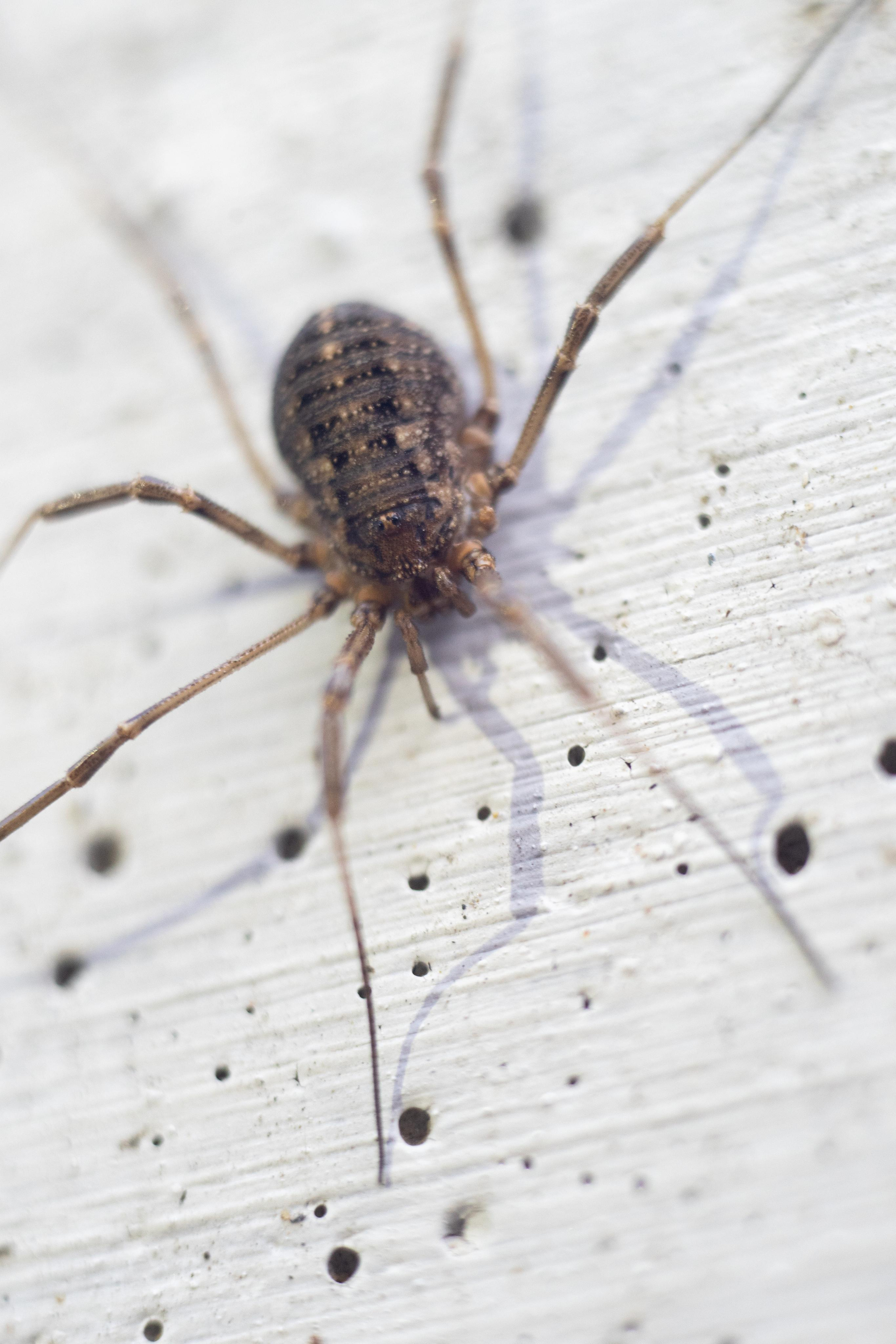 Красивые кадры и макро. Фотограф Ахмедов Эльдар Чита