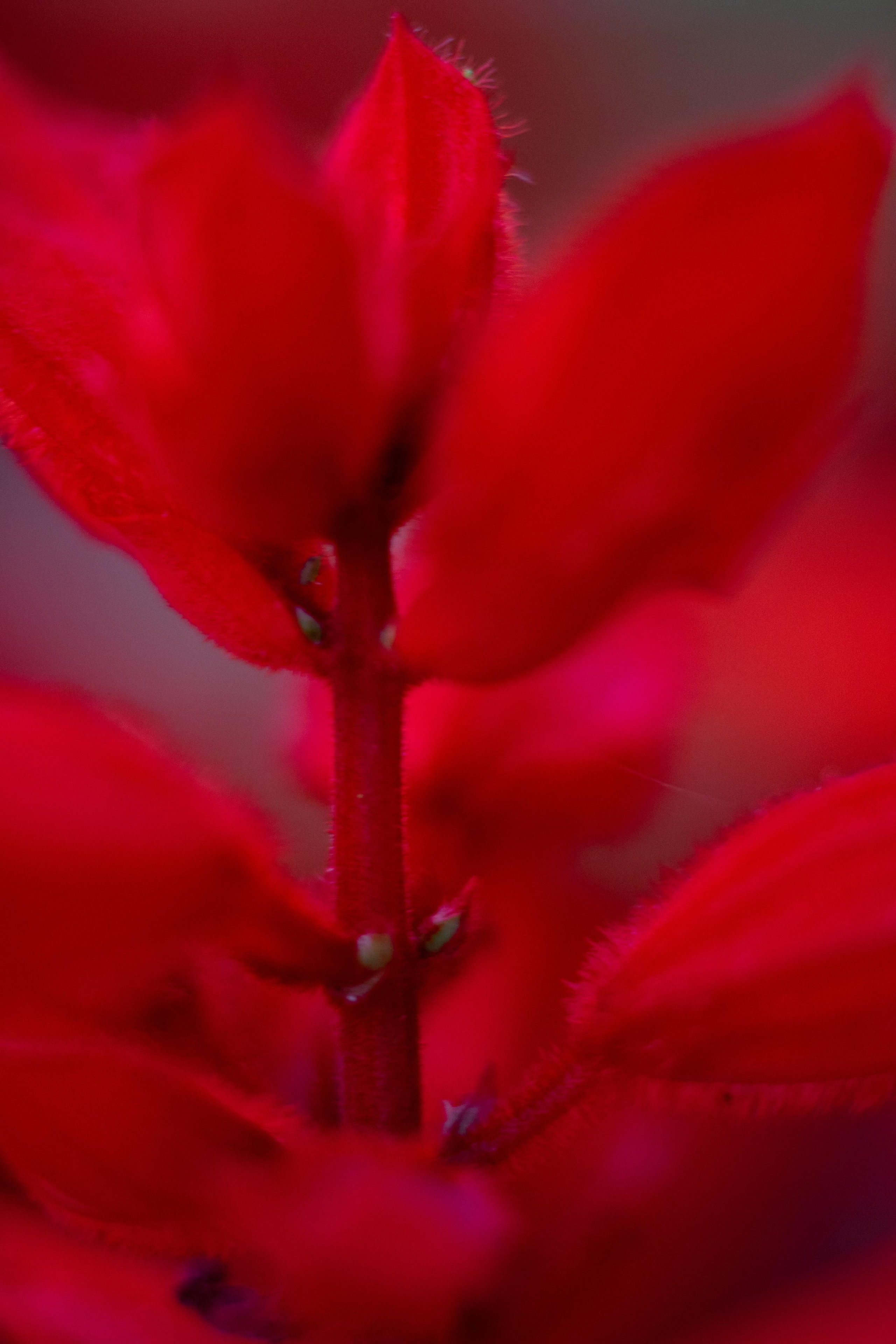 Красивые кадры и макро. Фотограф Ахмедов Эльдар Чита