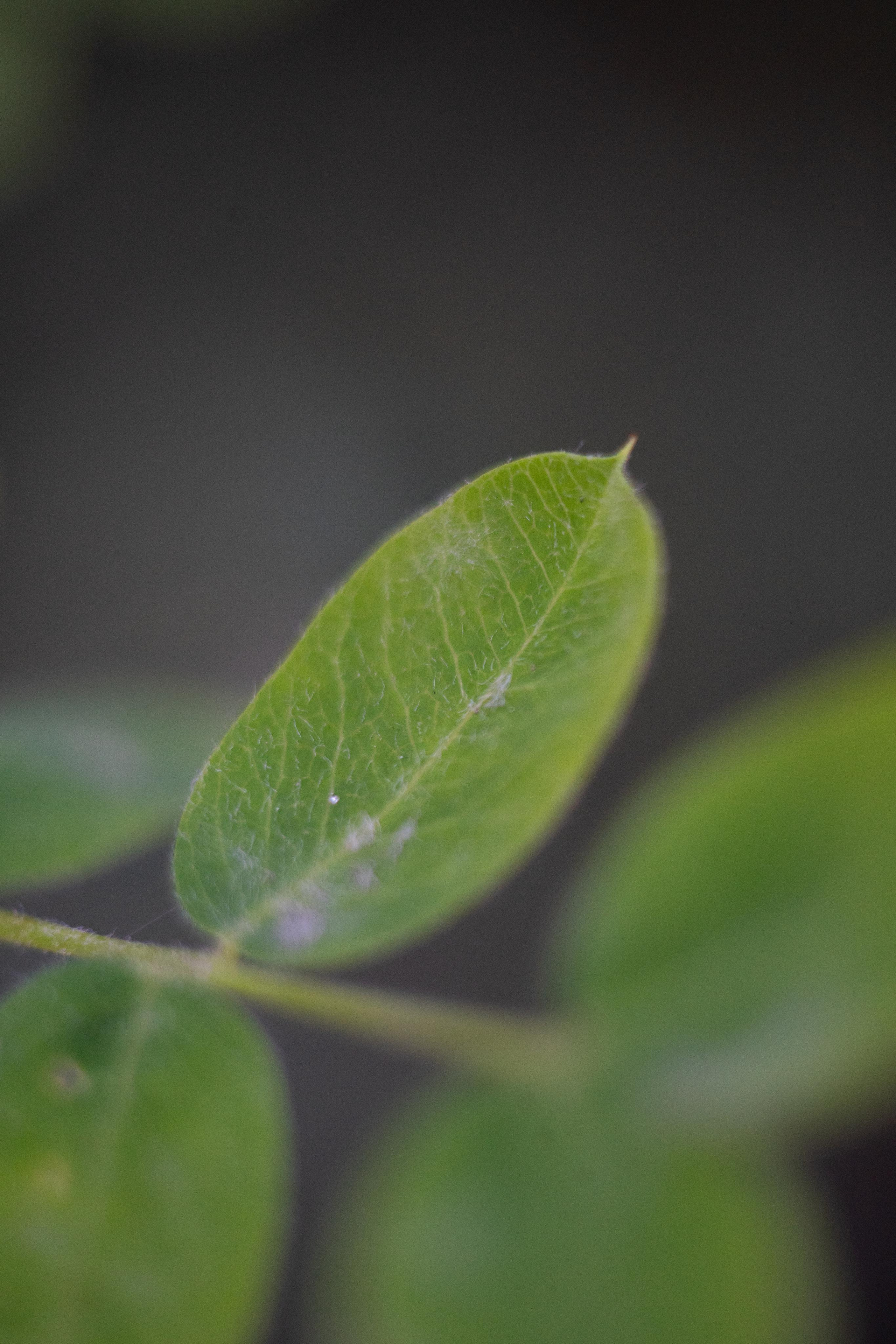 Красивые кадры и макро. Фотограф Ахмедов Эльдар Чита