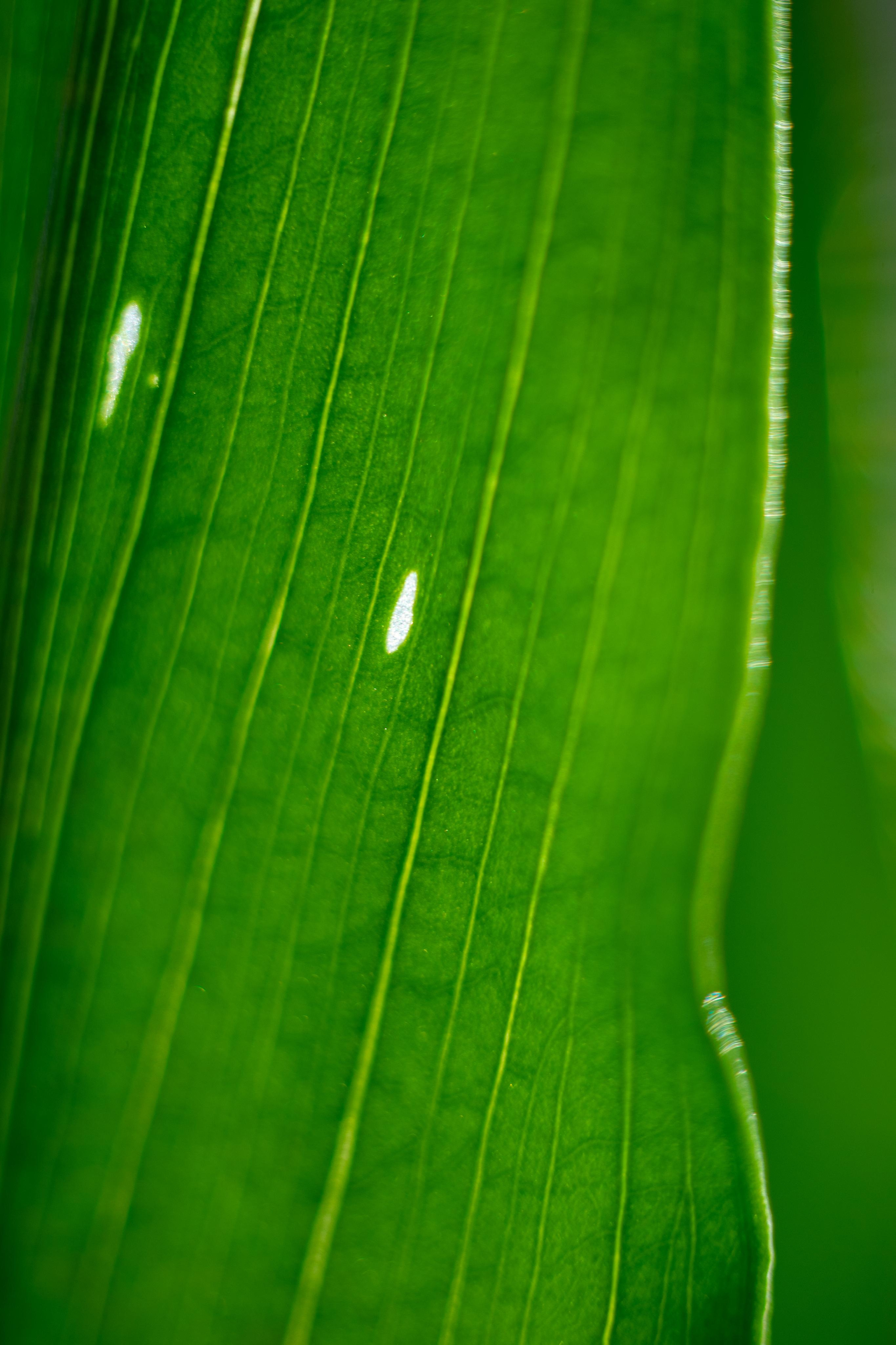 Красивые кадры и макро. Фотограф Ахмедов Эльдар Чита