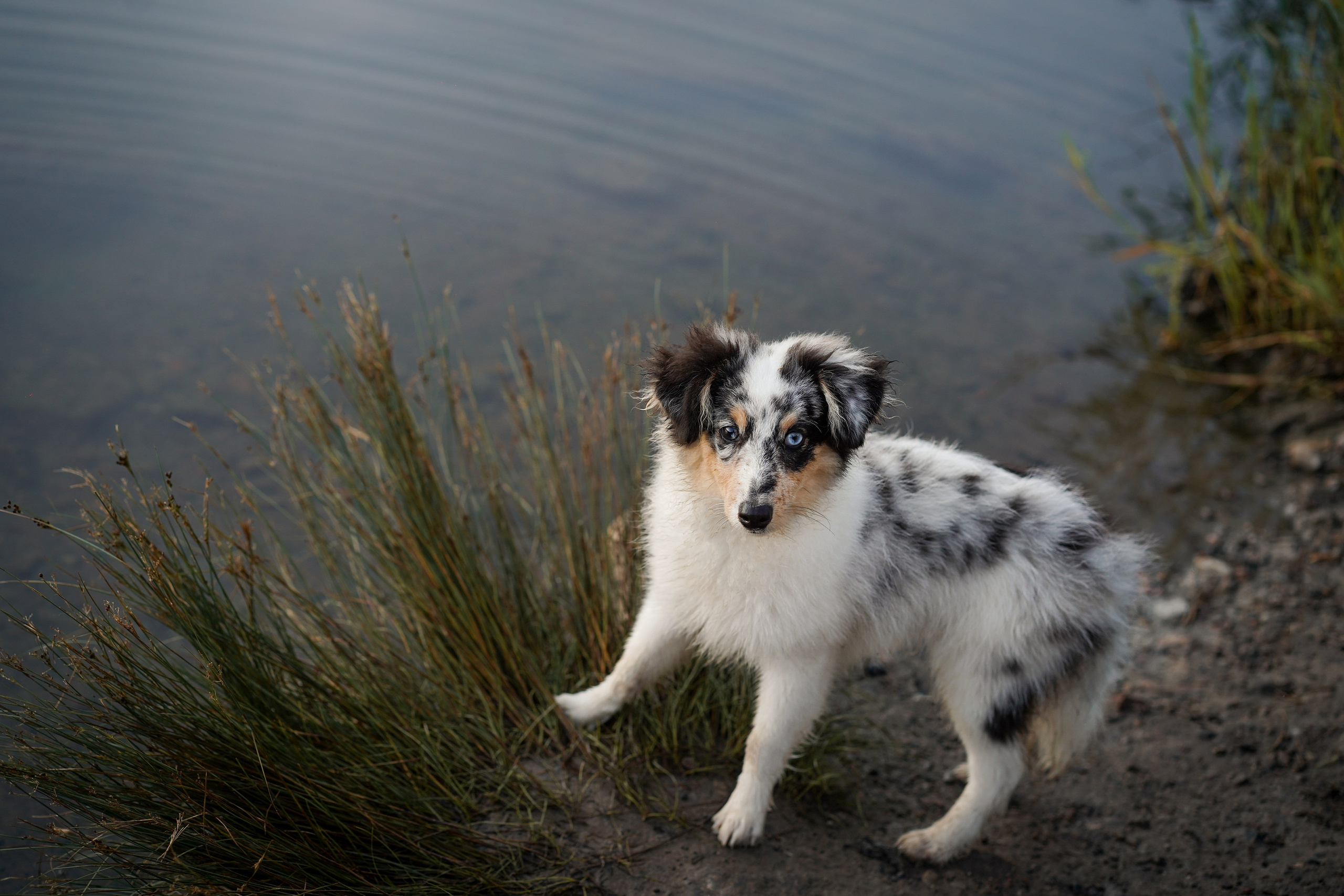 Алина и Лето. Фотограф-анималист в Санкт-Петербурге Яна Мартынова