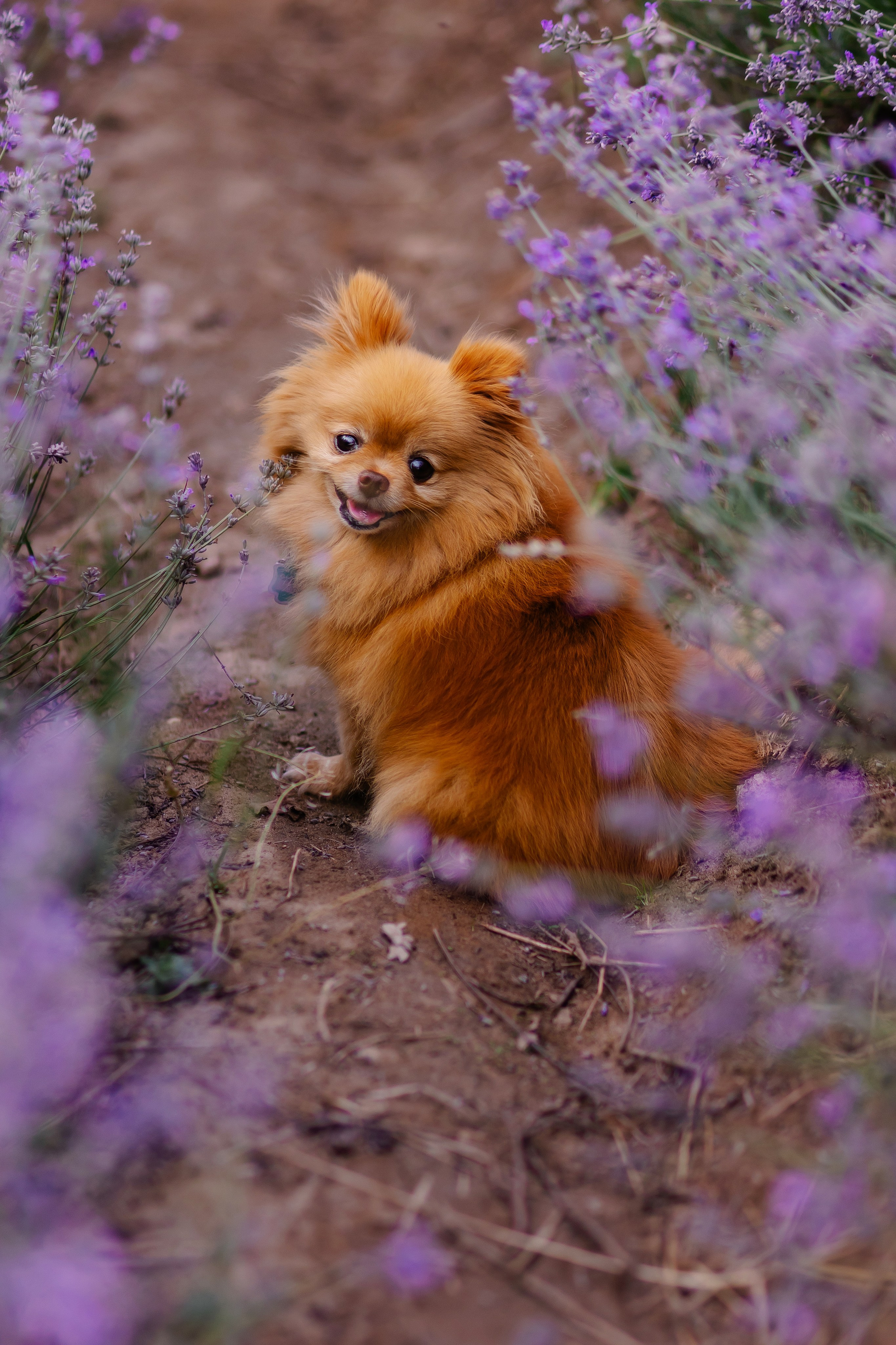 Hundeshooting / Hundefotografie. Fotografin in München Dasha Antipina