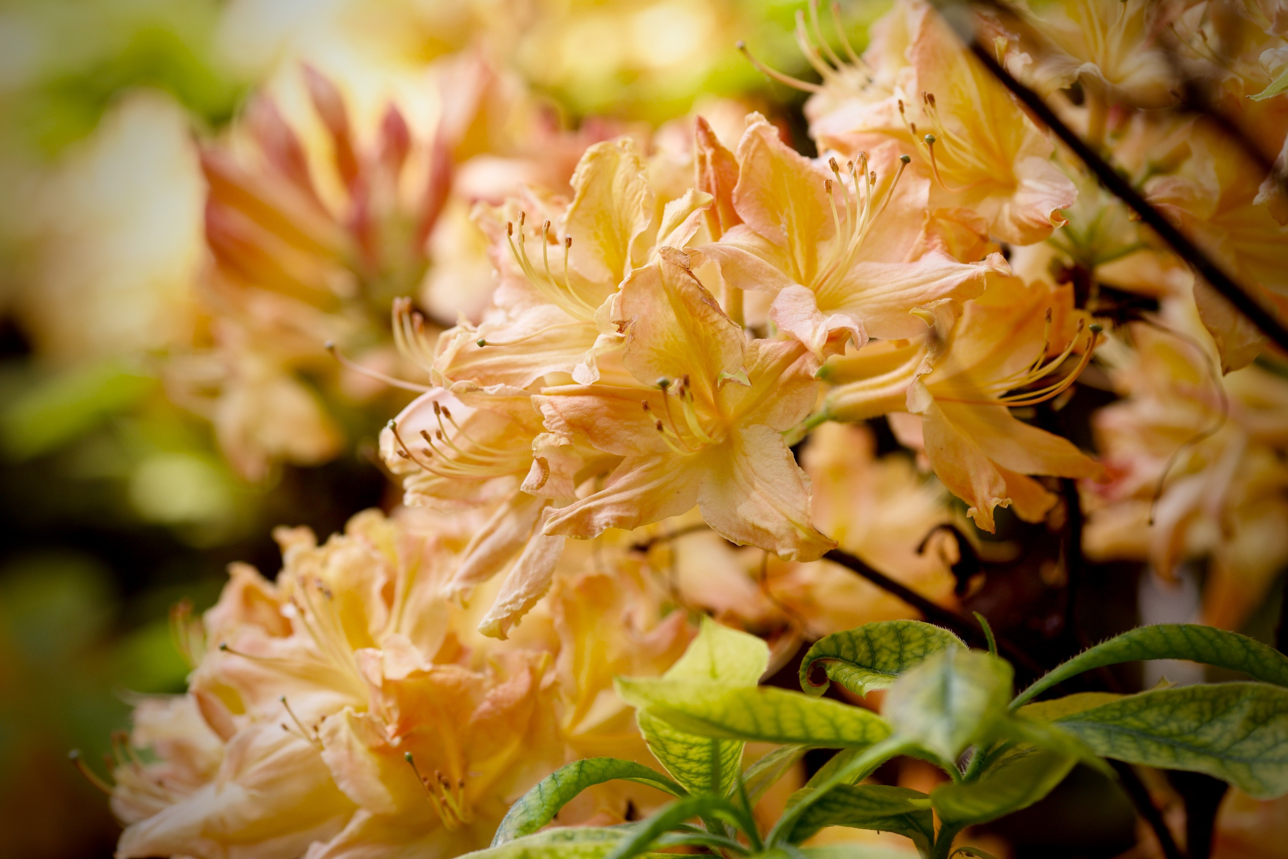 Чудесная природа. Школьные выпускные альбомы в Москве Марина Николаева