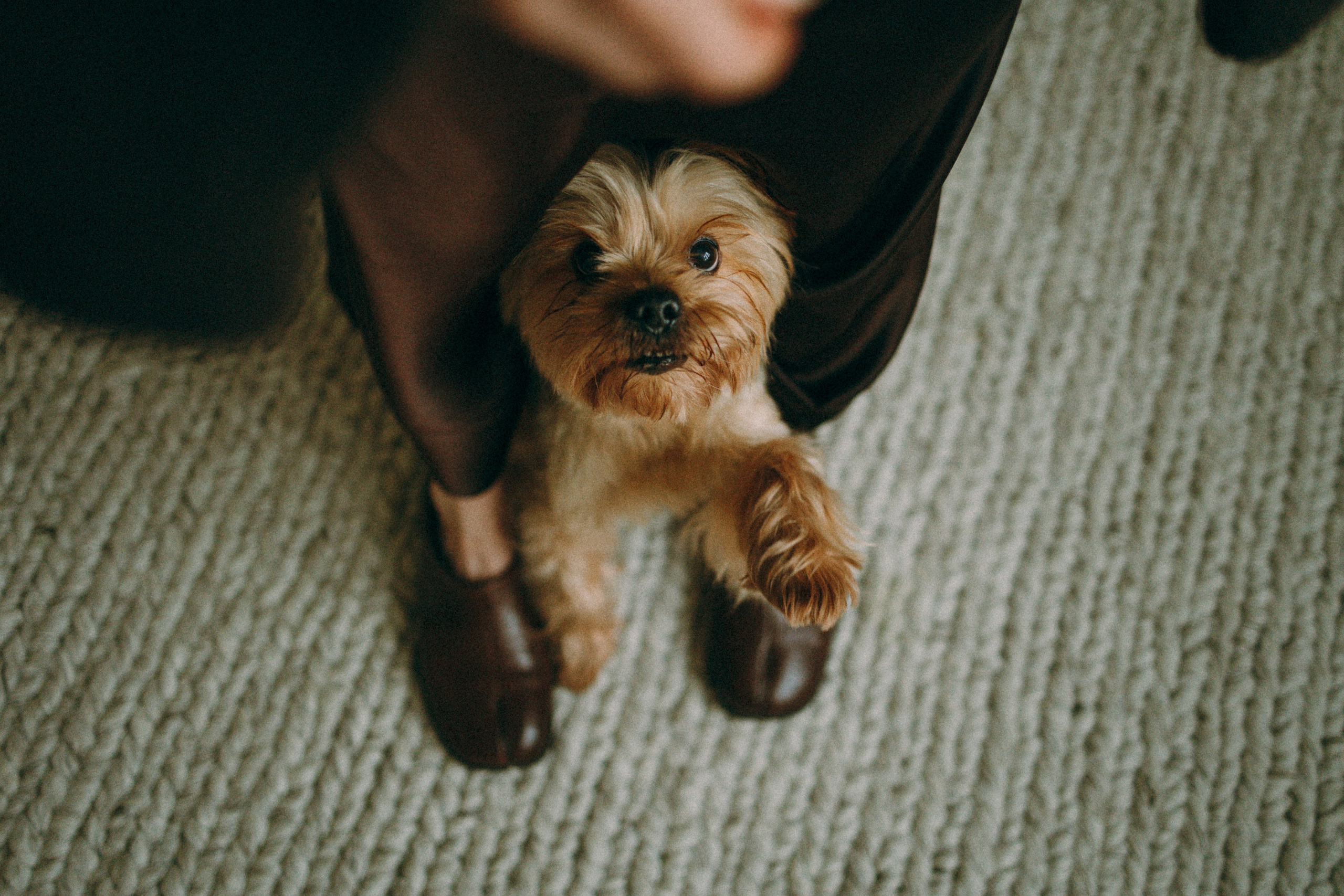 Ричард и Ксюша. Фотограф анималист Анастасия Пикей