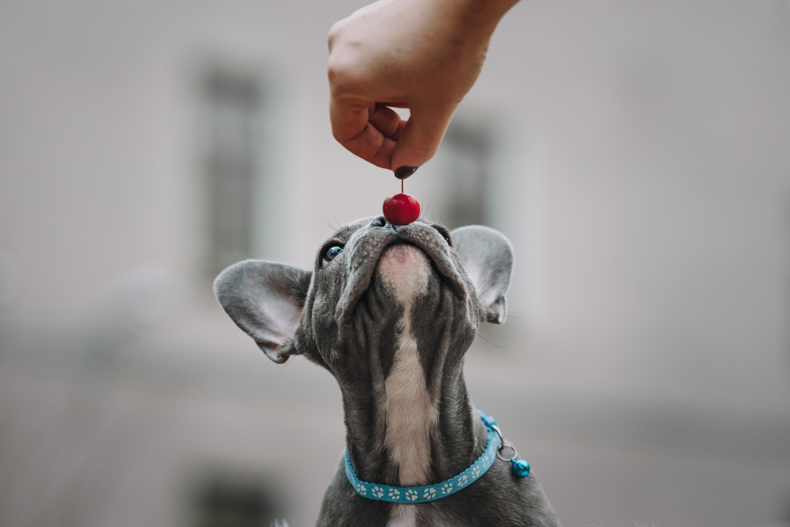 Французские бульдоги. Фотограф анималист Осипчикова Мария