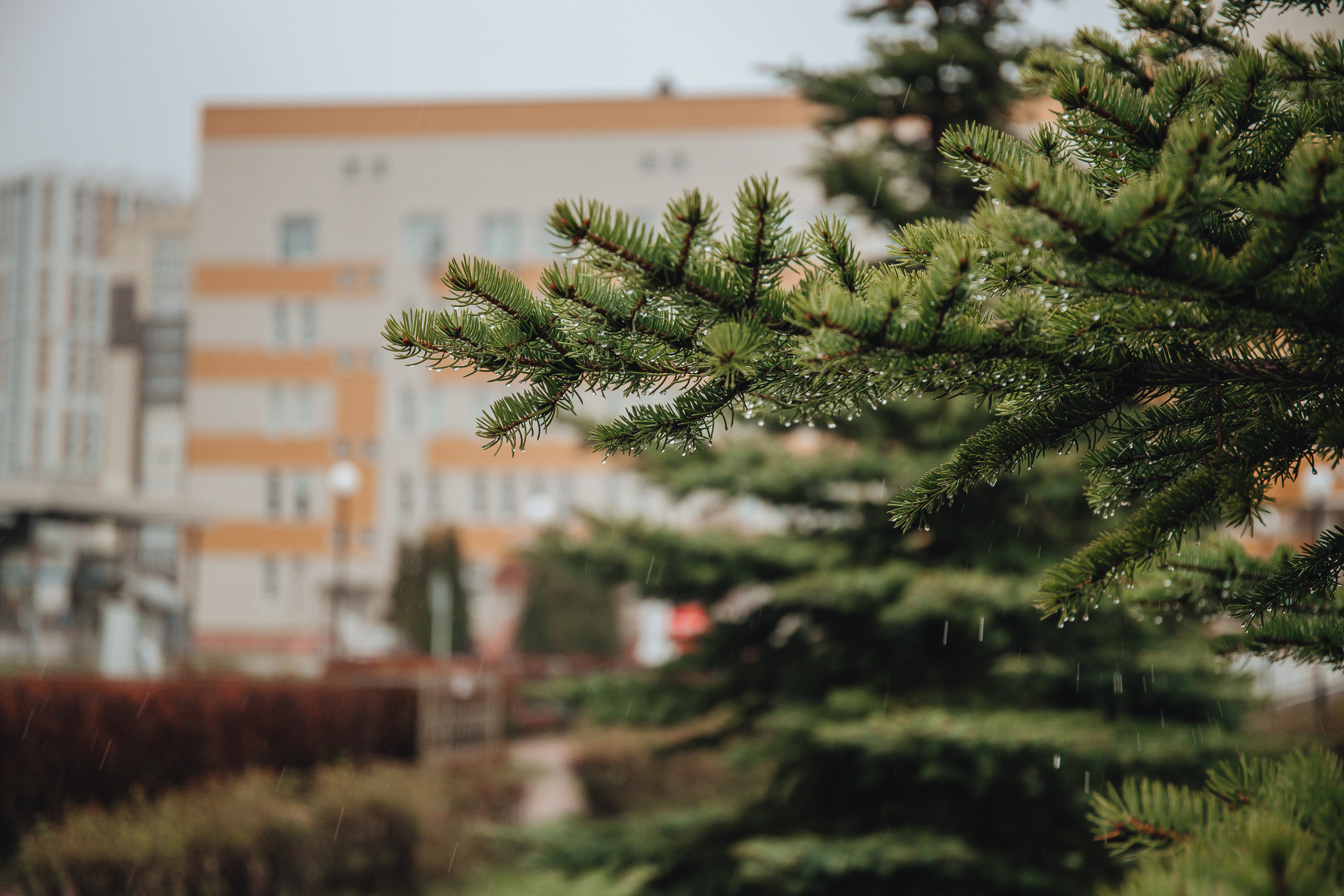 Выписка Сени. Свадебный и семейный фотограф Пушкин Царское Село СПБ Питер Санкт-Петербург и Рязань Ольга Козлова