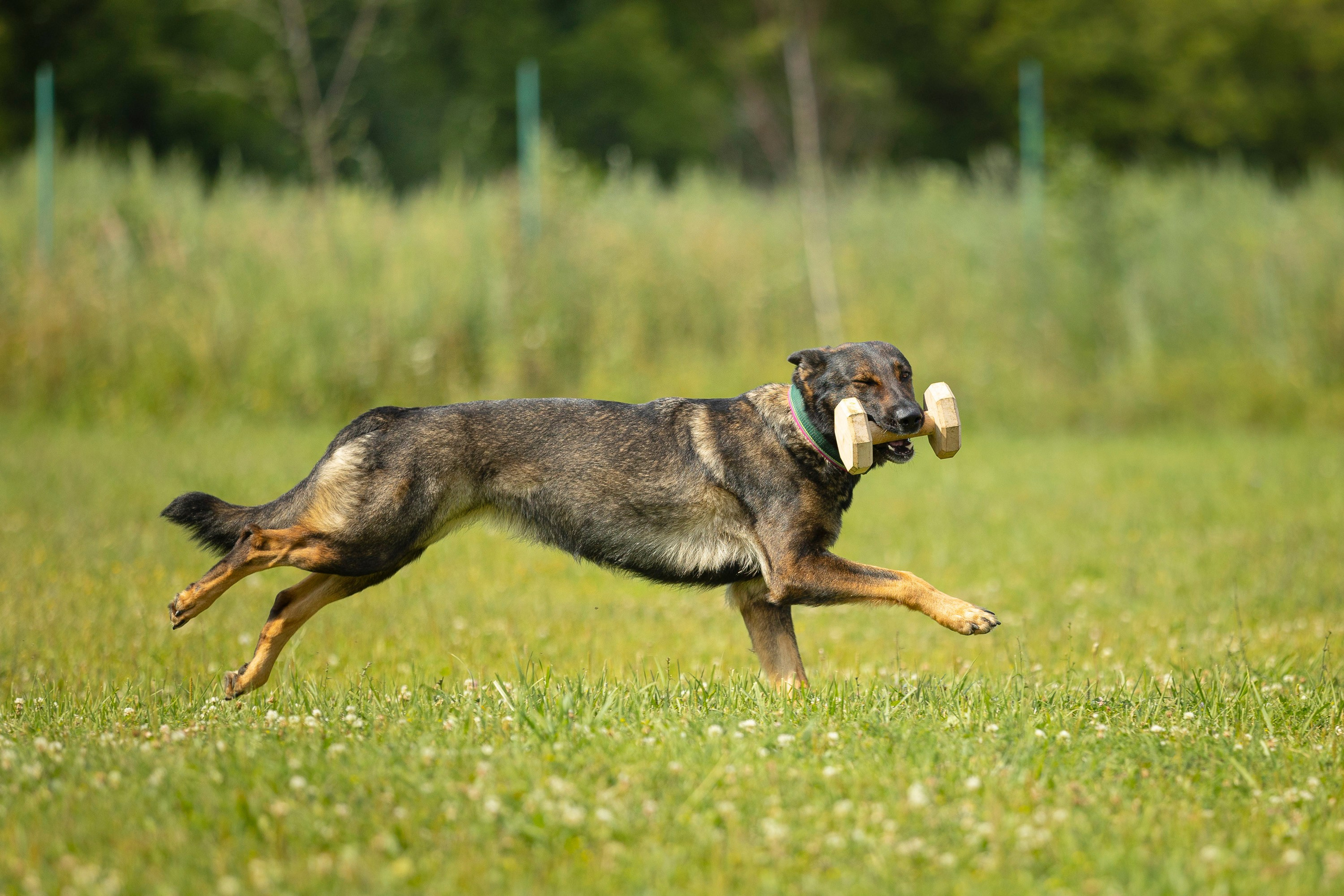 ЗКС. Фотограф анималист, семейный фотограф, фотограф собак Комратова Мария. г. Москва