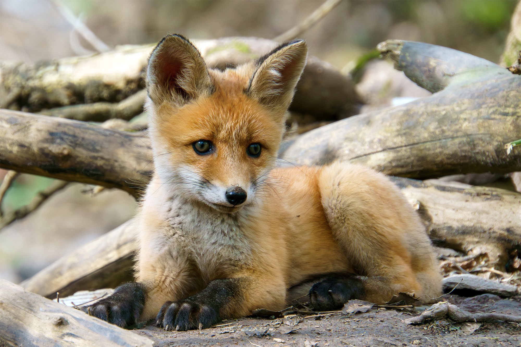 Животные. Ваш личный фотограф Марина Волкова
