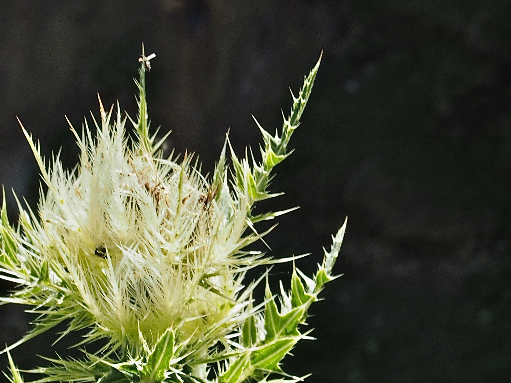 Флора и фауна. Смотри, красота!