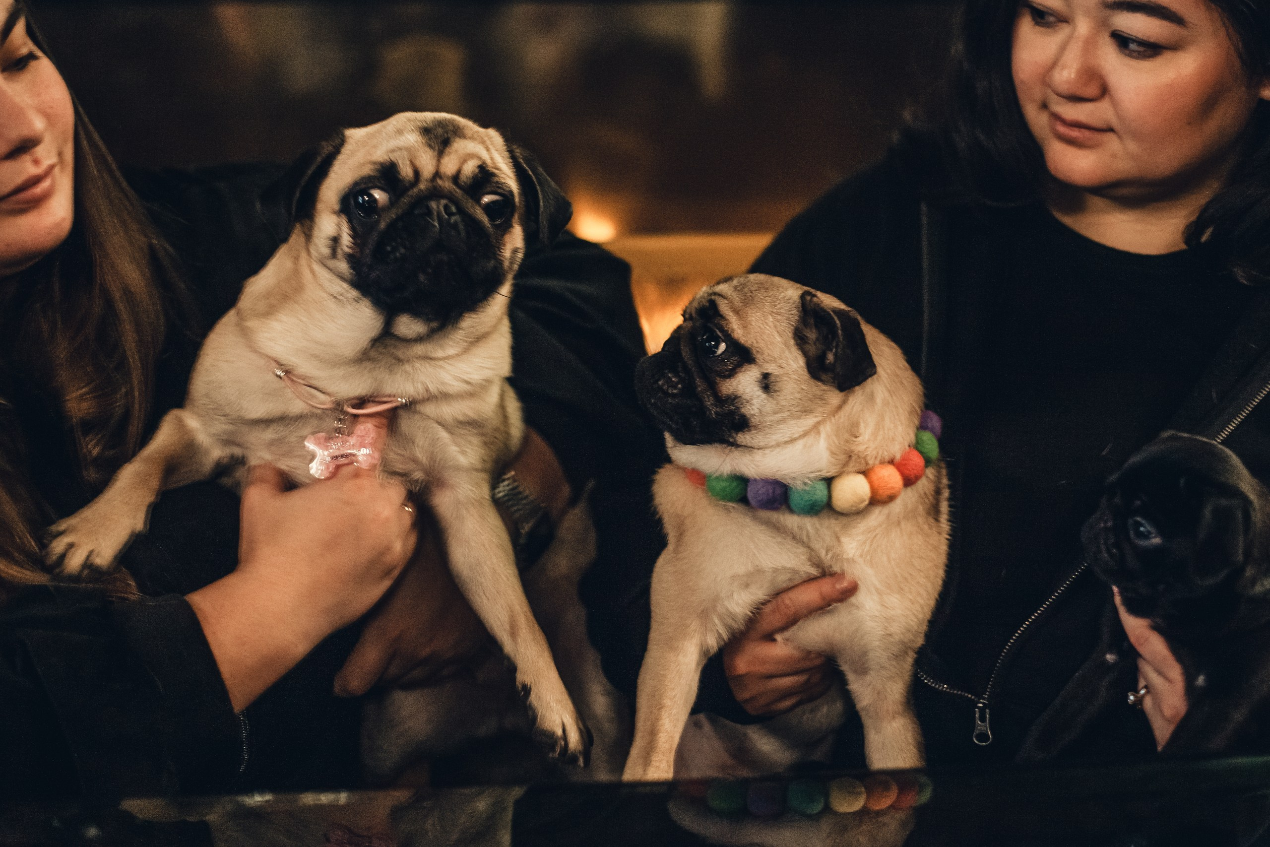 Мопсовстреча 02.12.2023. Фотограф-анималист Татьяна Степанова