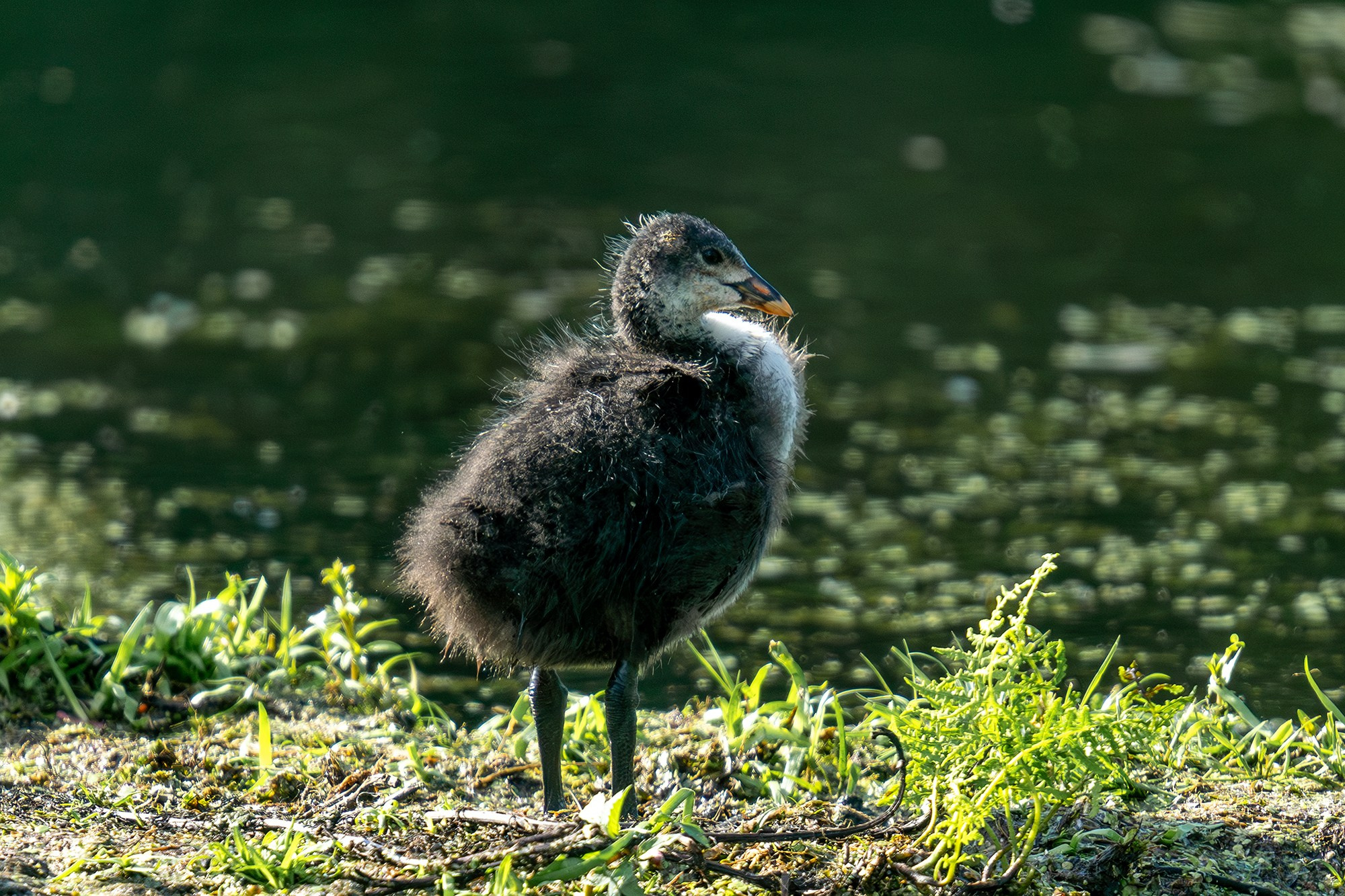 Удивительные мир птиц. Вокруг нас столько прекрасного — присмотритесь!. Ваш личный фотограф Марина Волкова