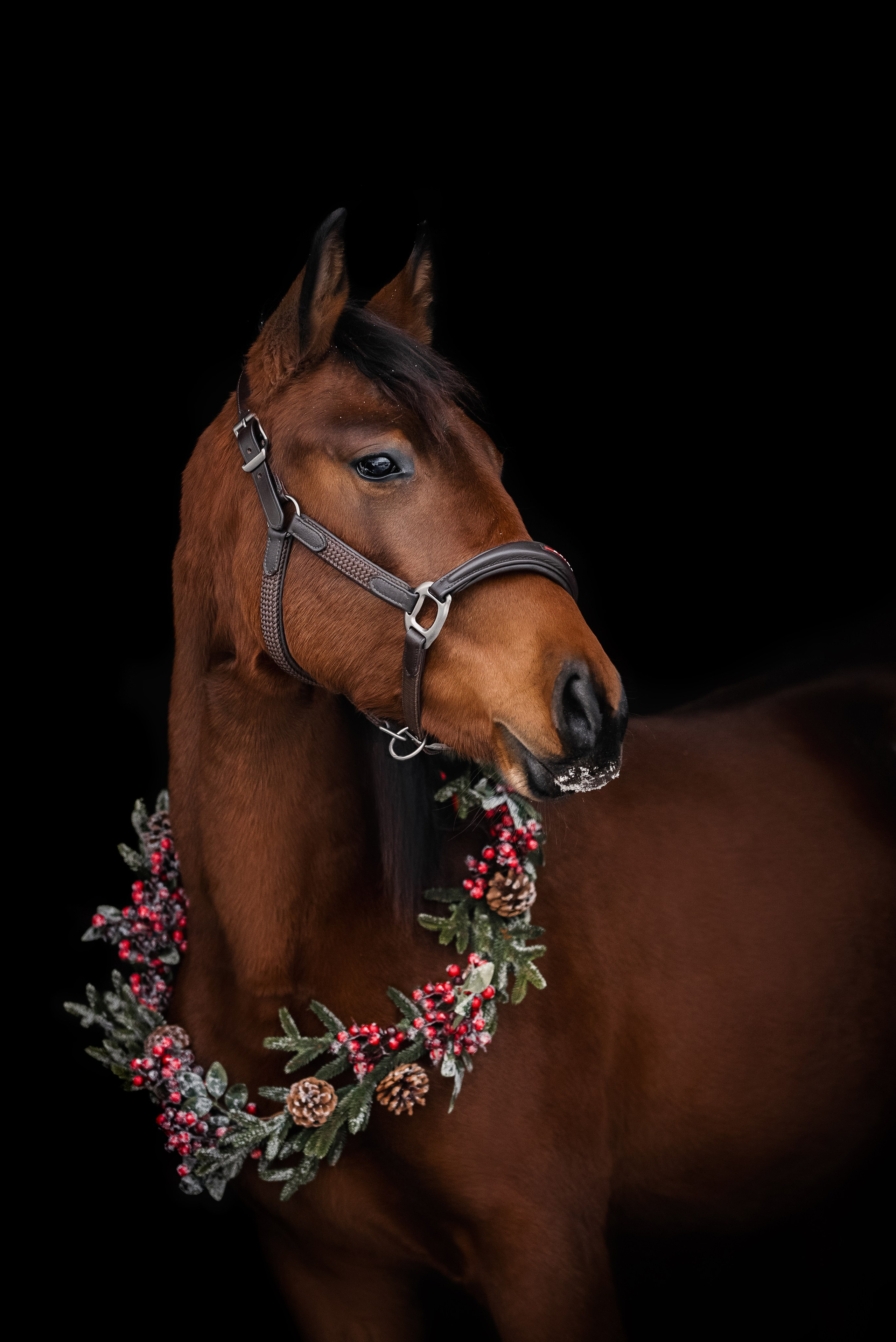 Дестини. Куракина Дарья • Конный фотограф