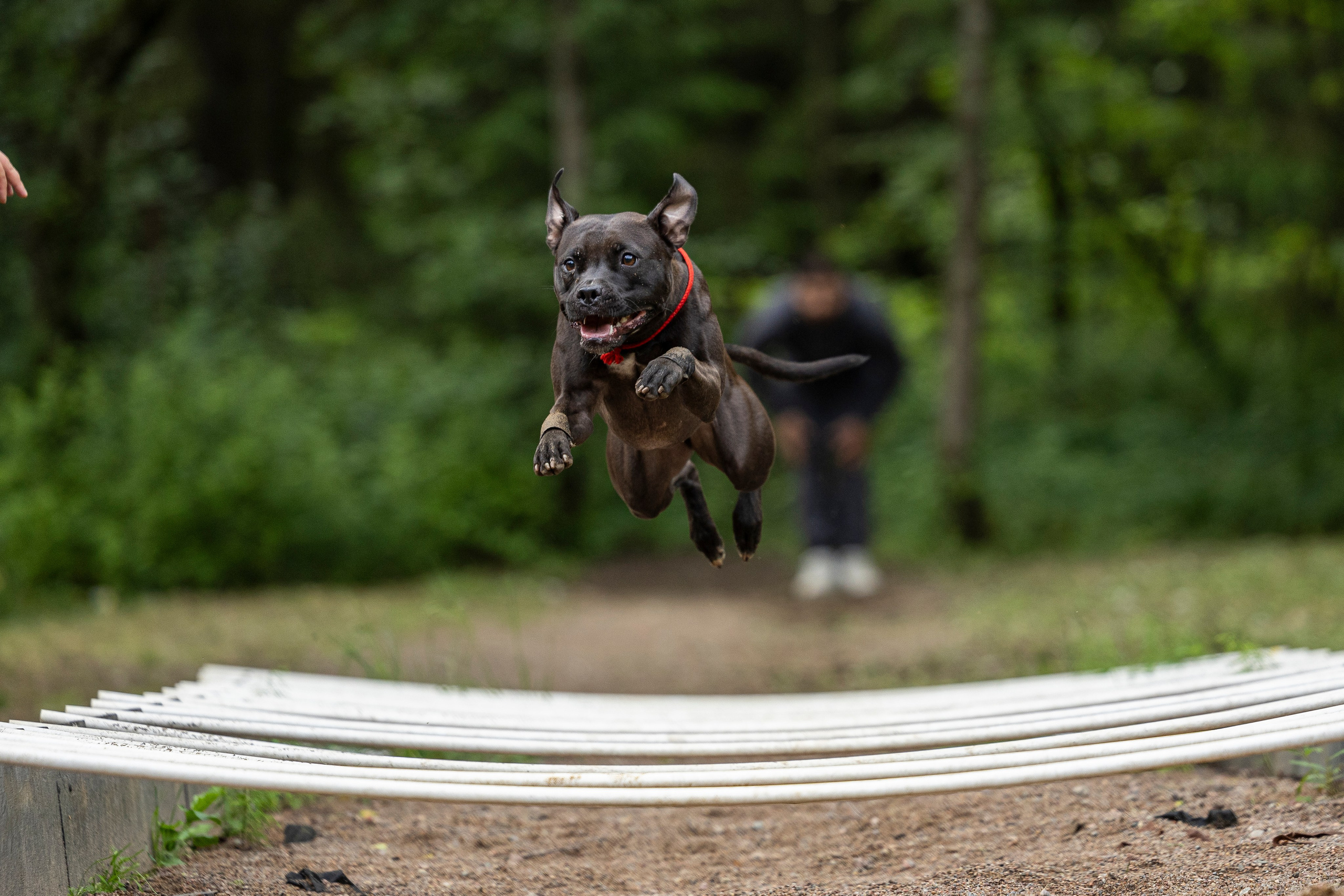 Пит-стафф многоборье. Фотограф-анималист Анна Маринич