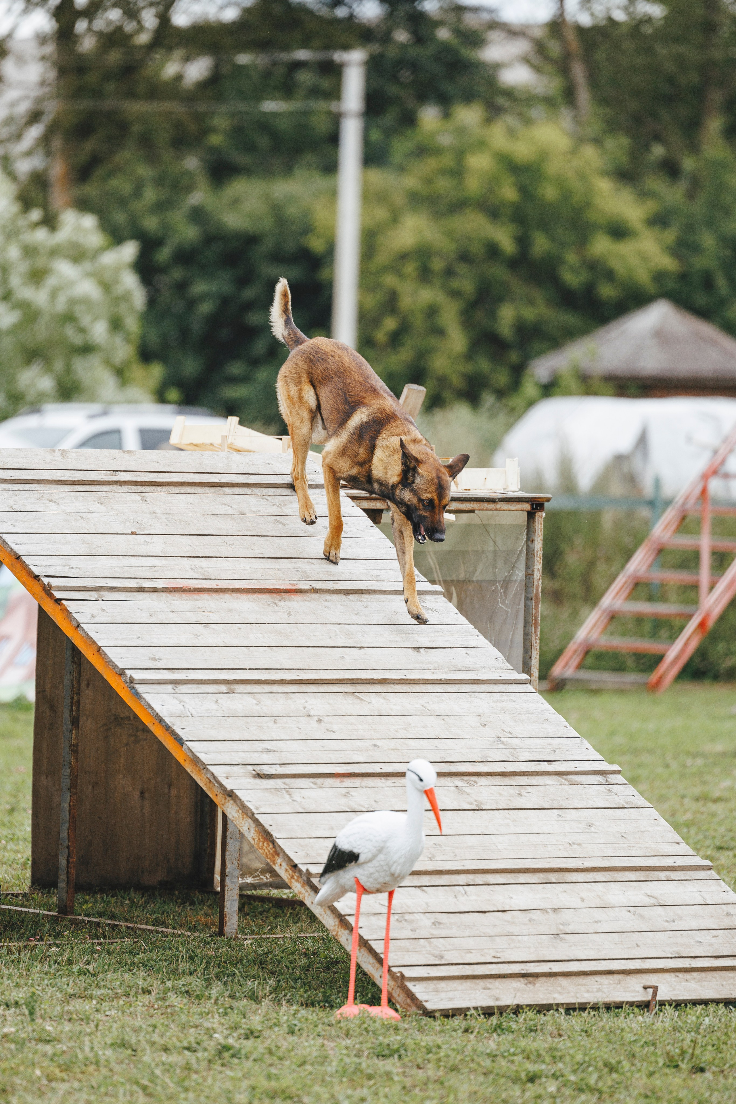 08.08.25-10.08.25 ЧР по мондьорингу г. Вологда. Фотограф-анималист Анна Маринич
