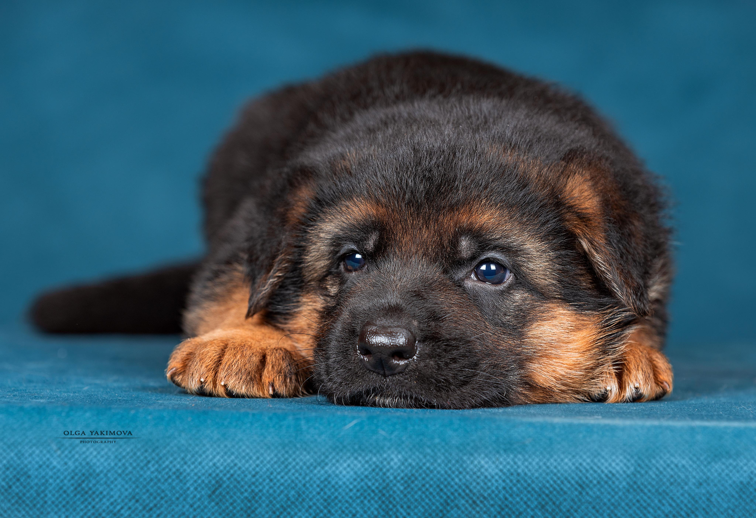 Щенки. Фотограф