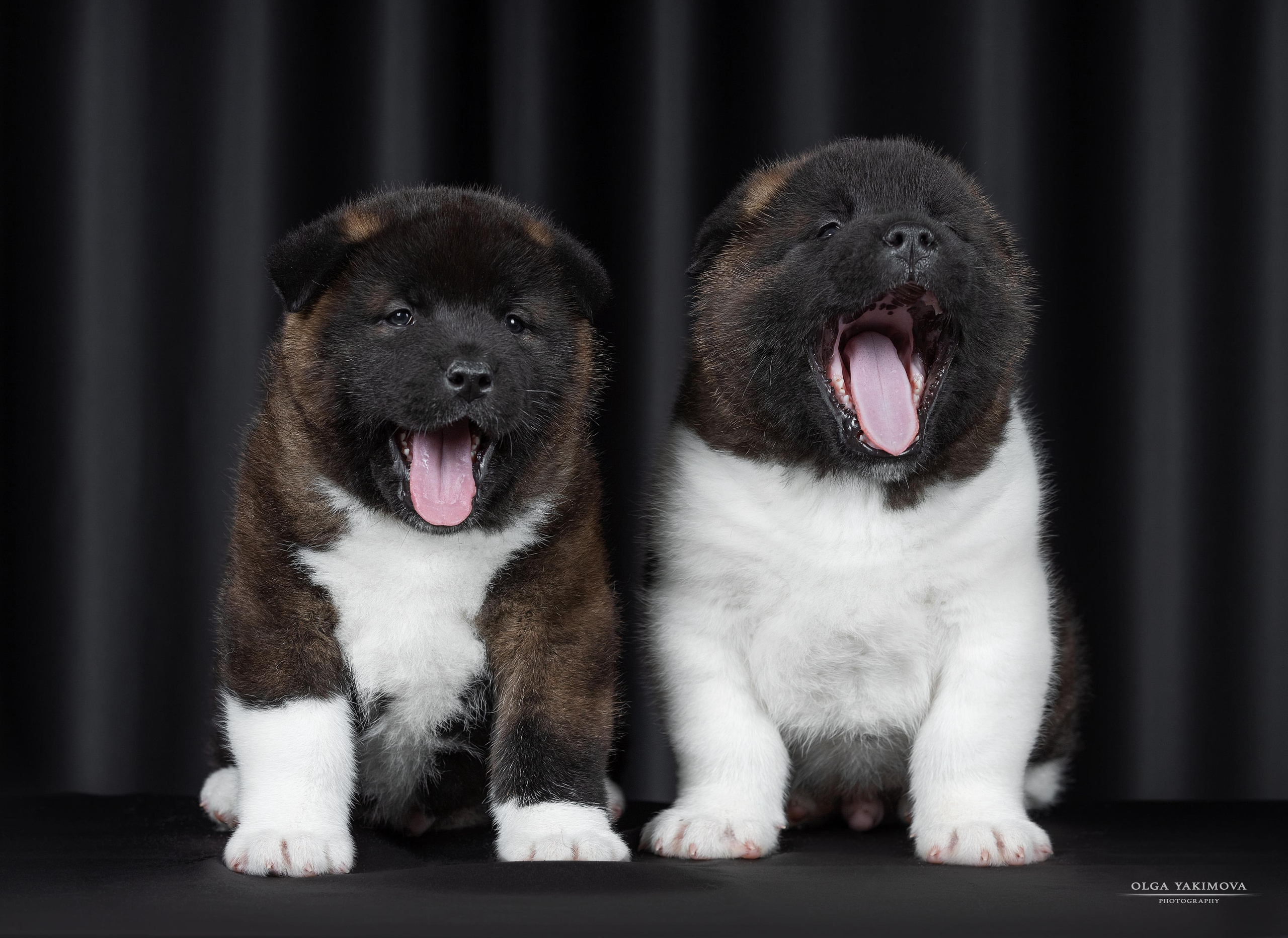 Щенки. Фотограф