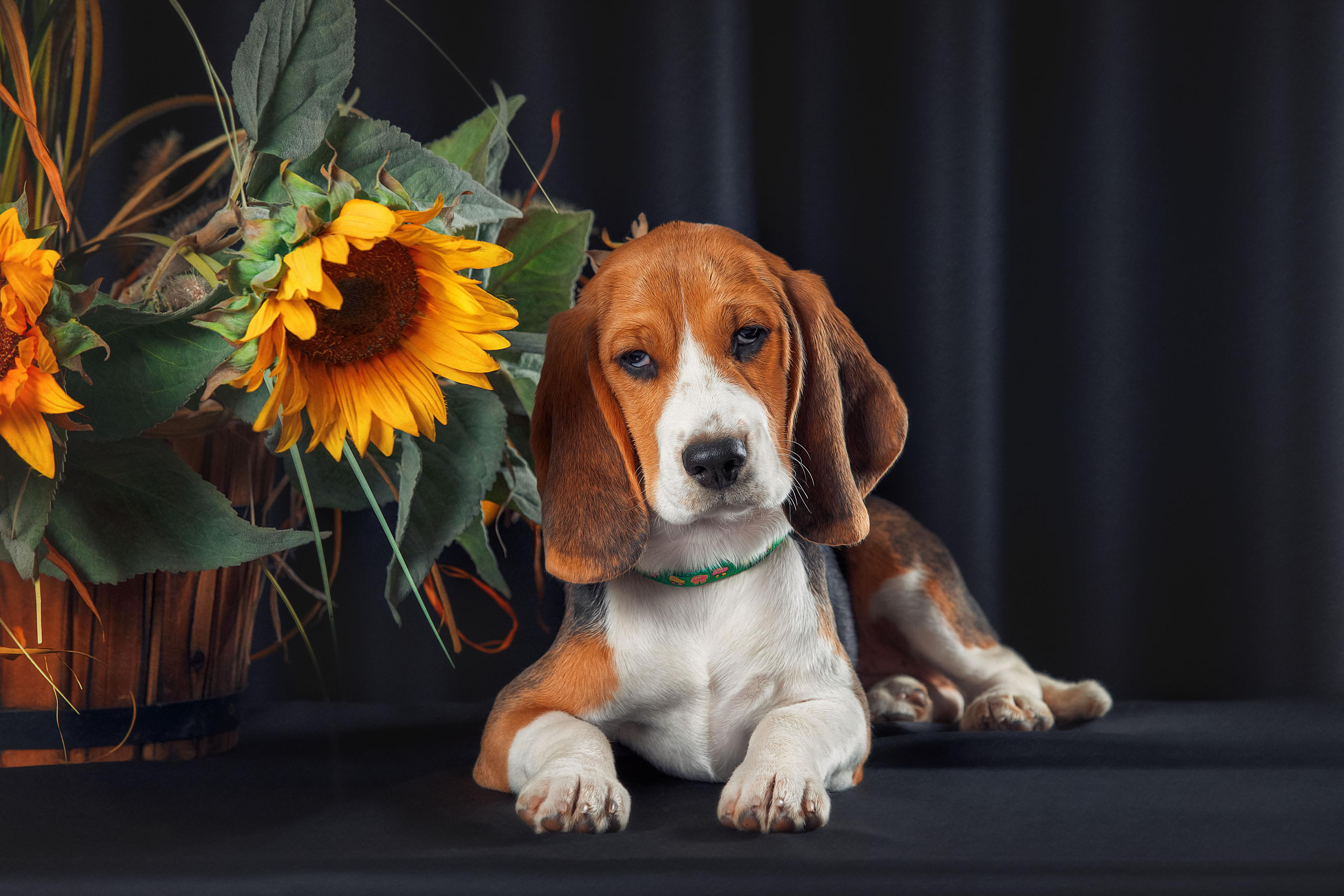 Экстерьер. Фотограф