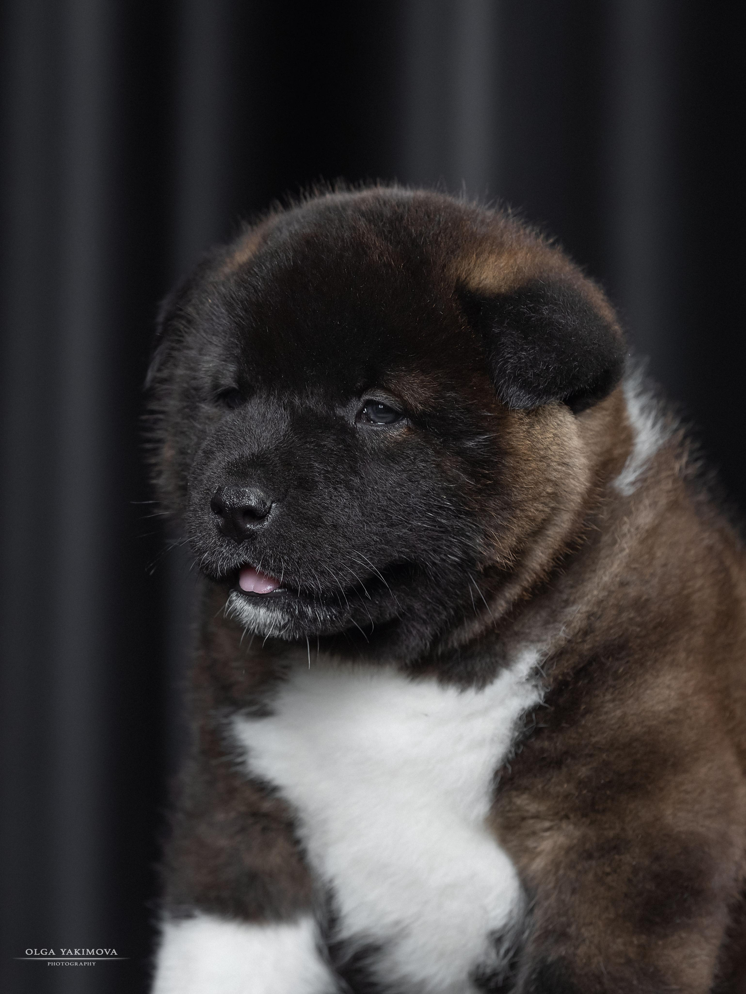 Щенки. Фотограф