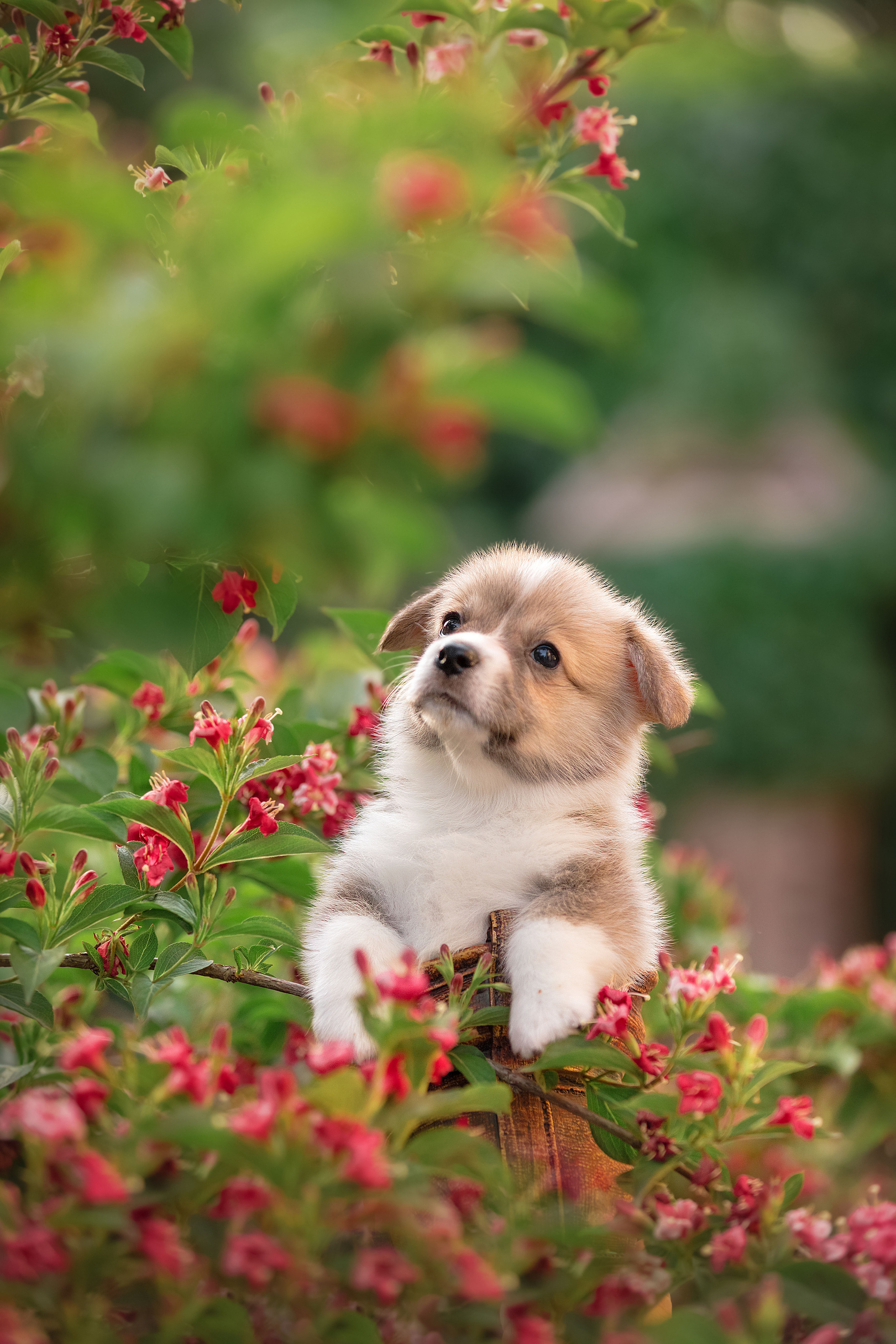 Щенки. Фотограф