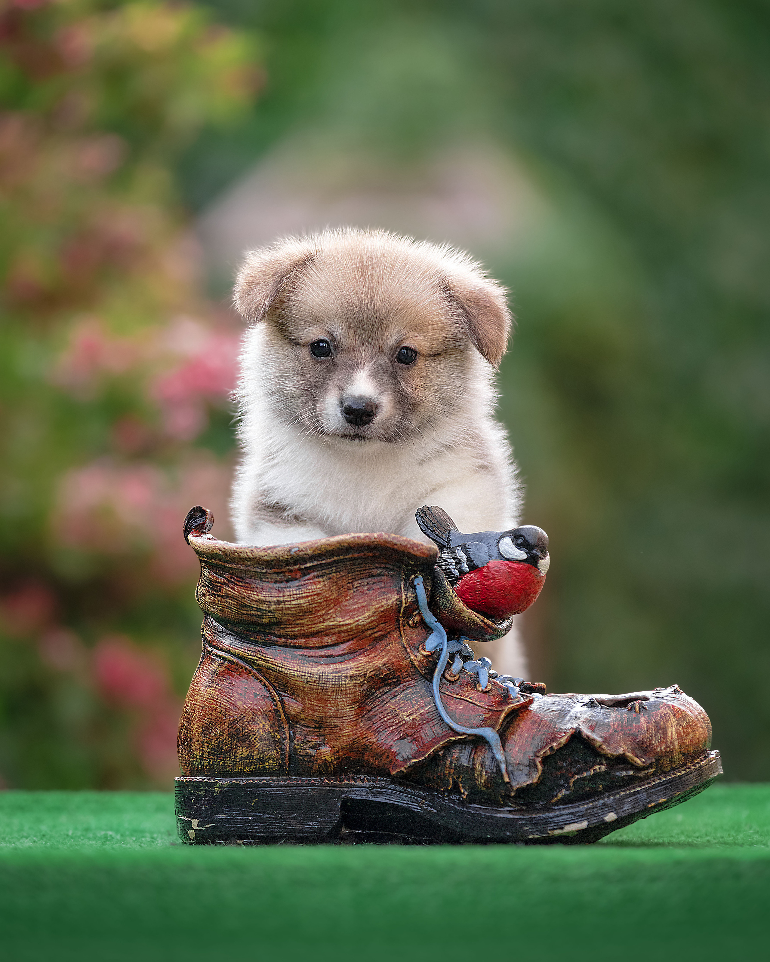 Щенки. Фотограф