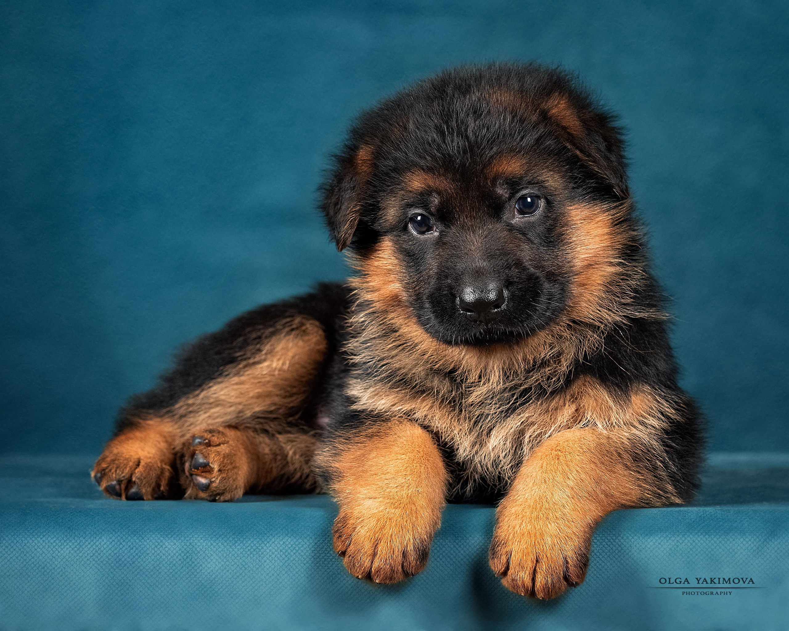 Щенки. Фотограф