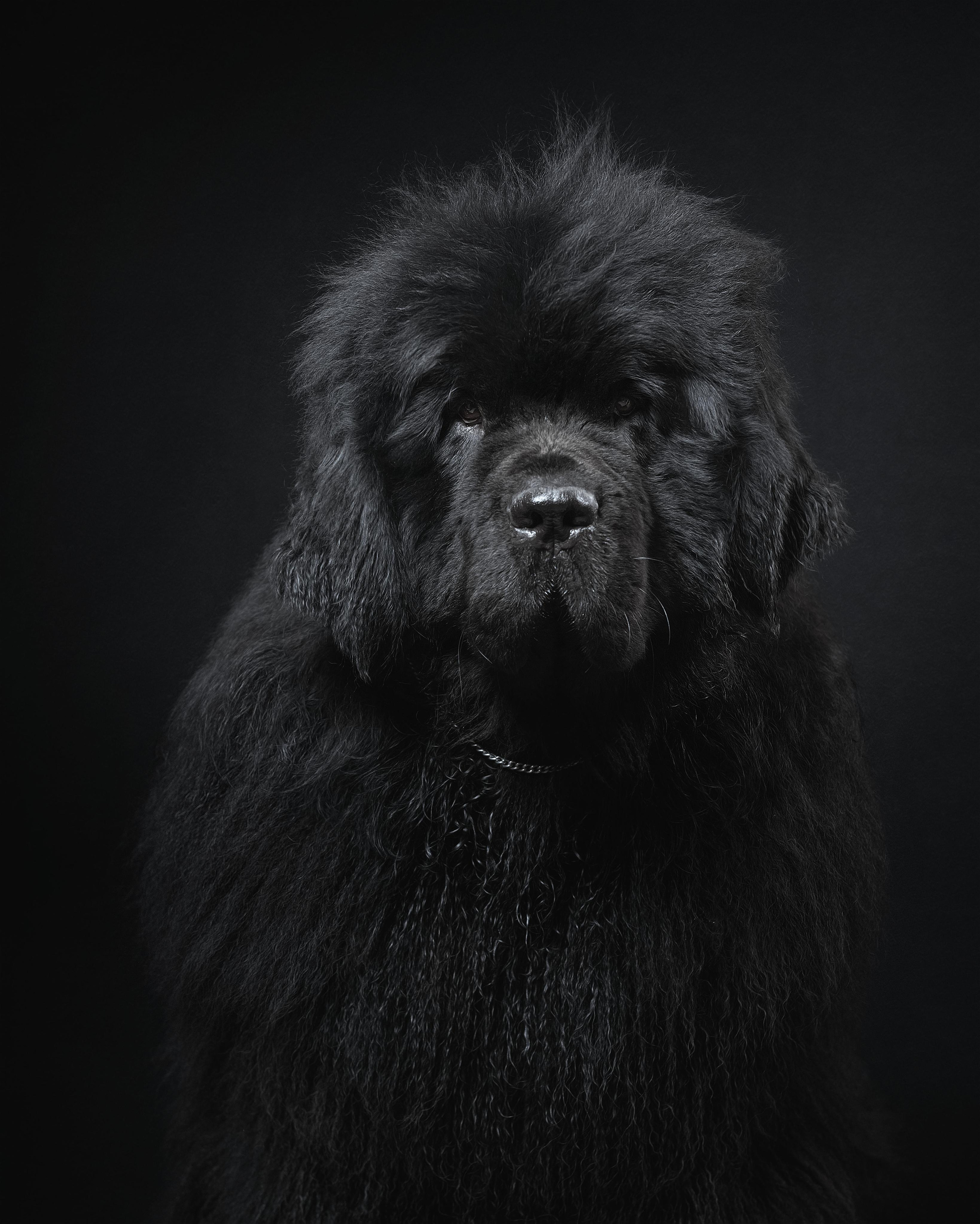 Студийная съёмка собак