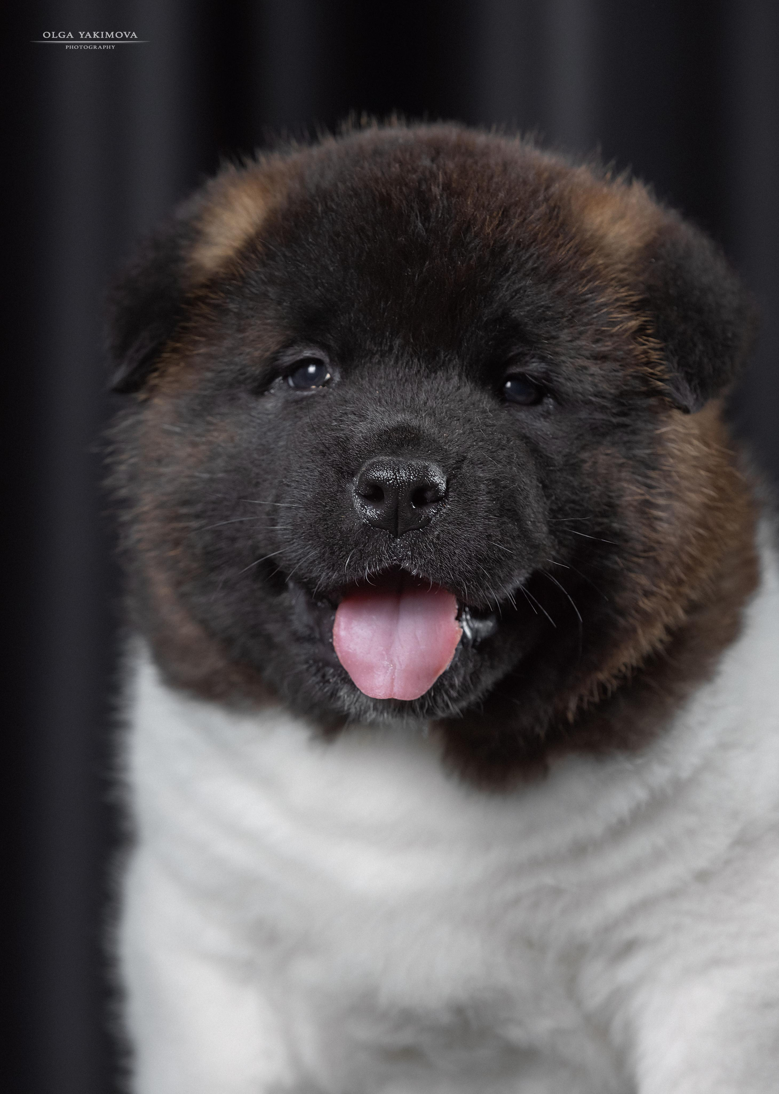 Щенки. Фотограф