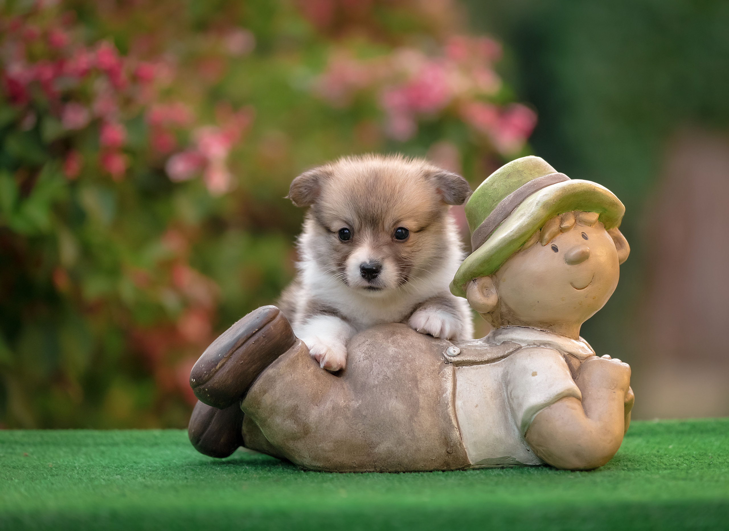 Щенки. Фотограф