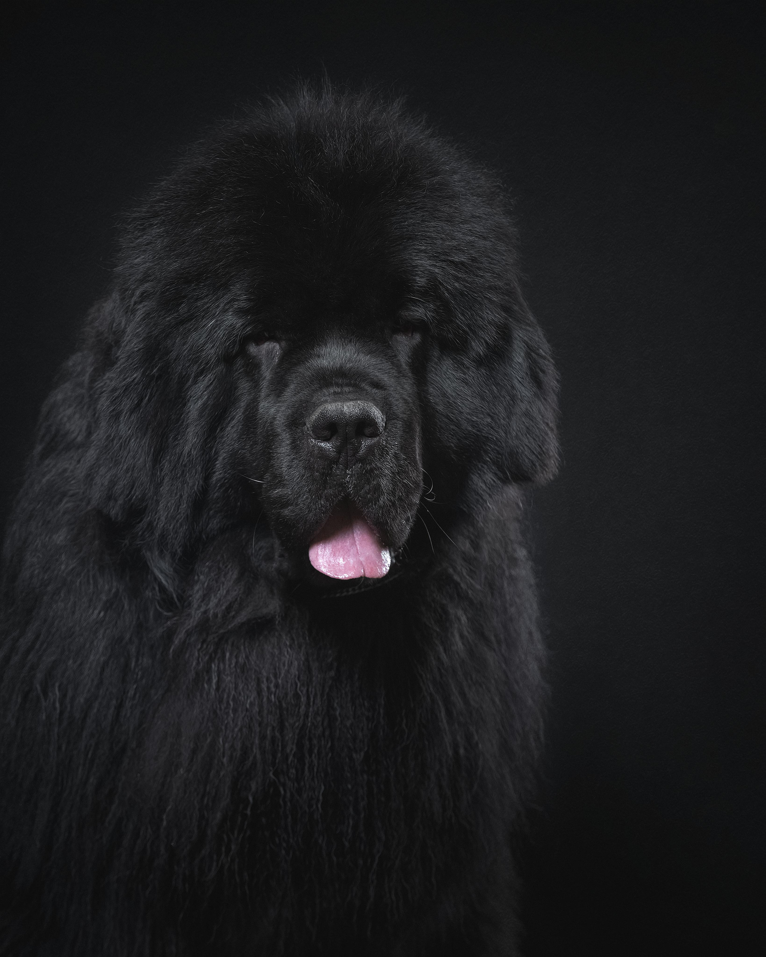 Черная собака