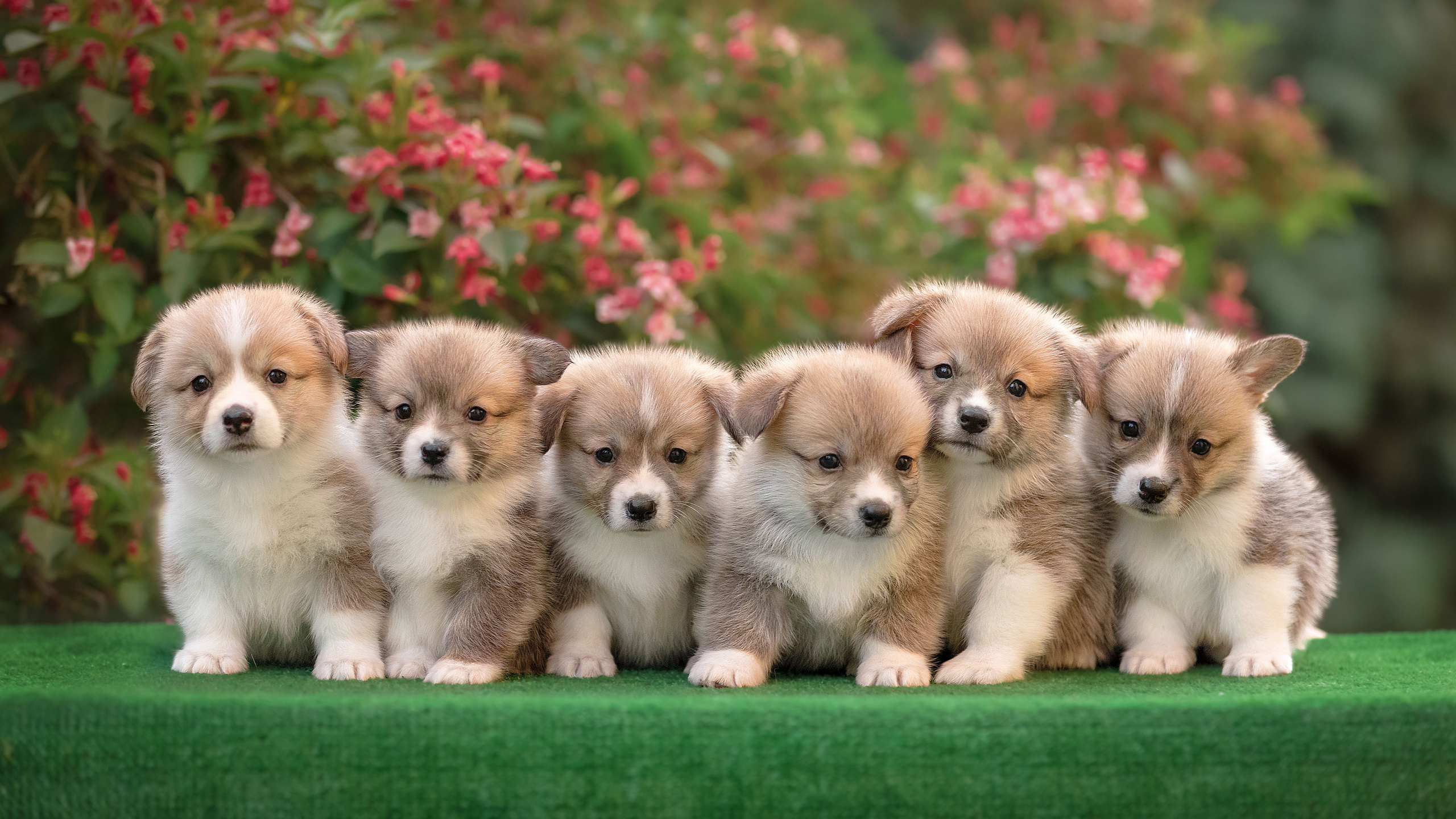 Щенки. Фотограф