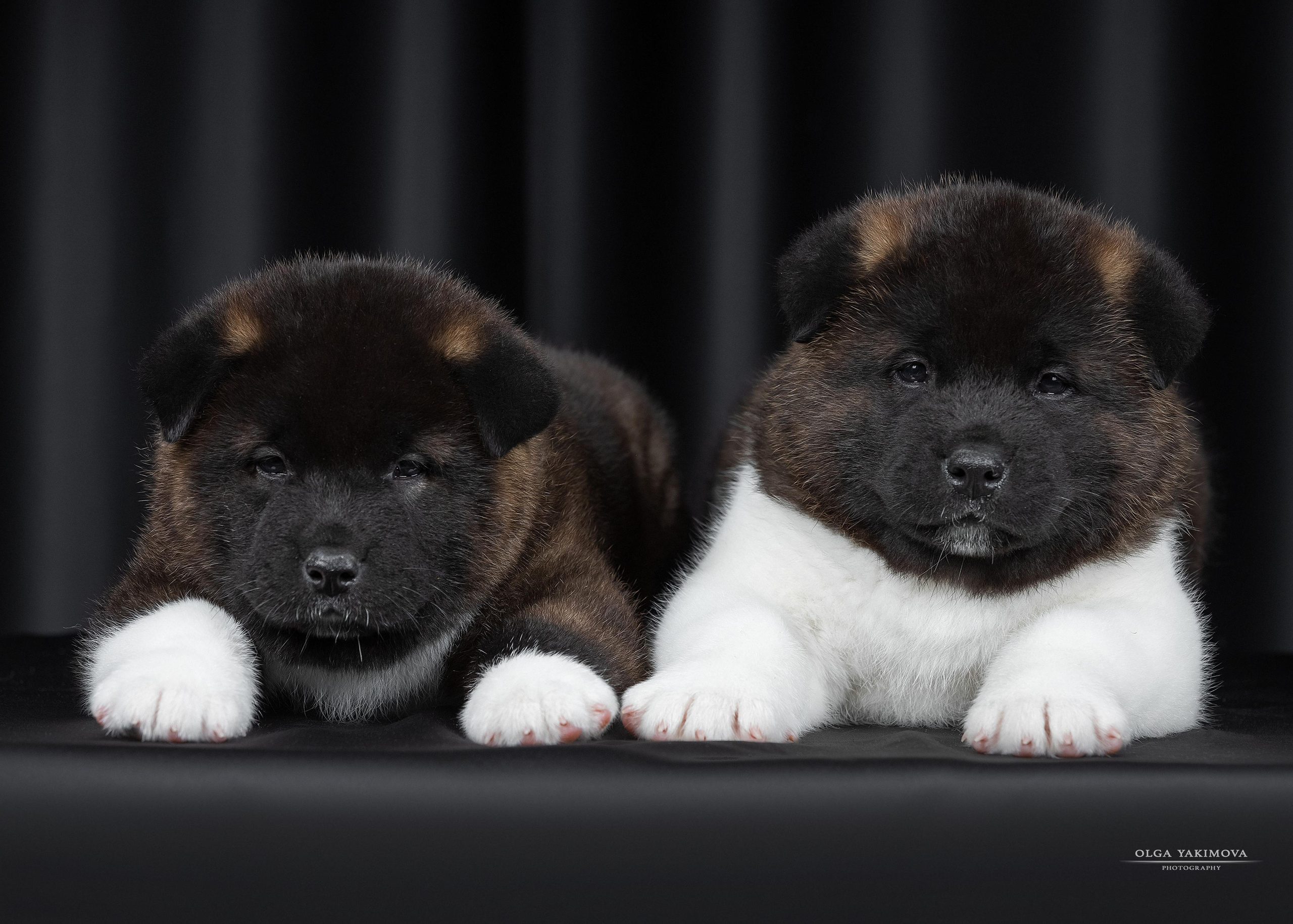 Щенки. Фотограф