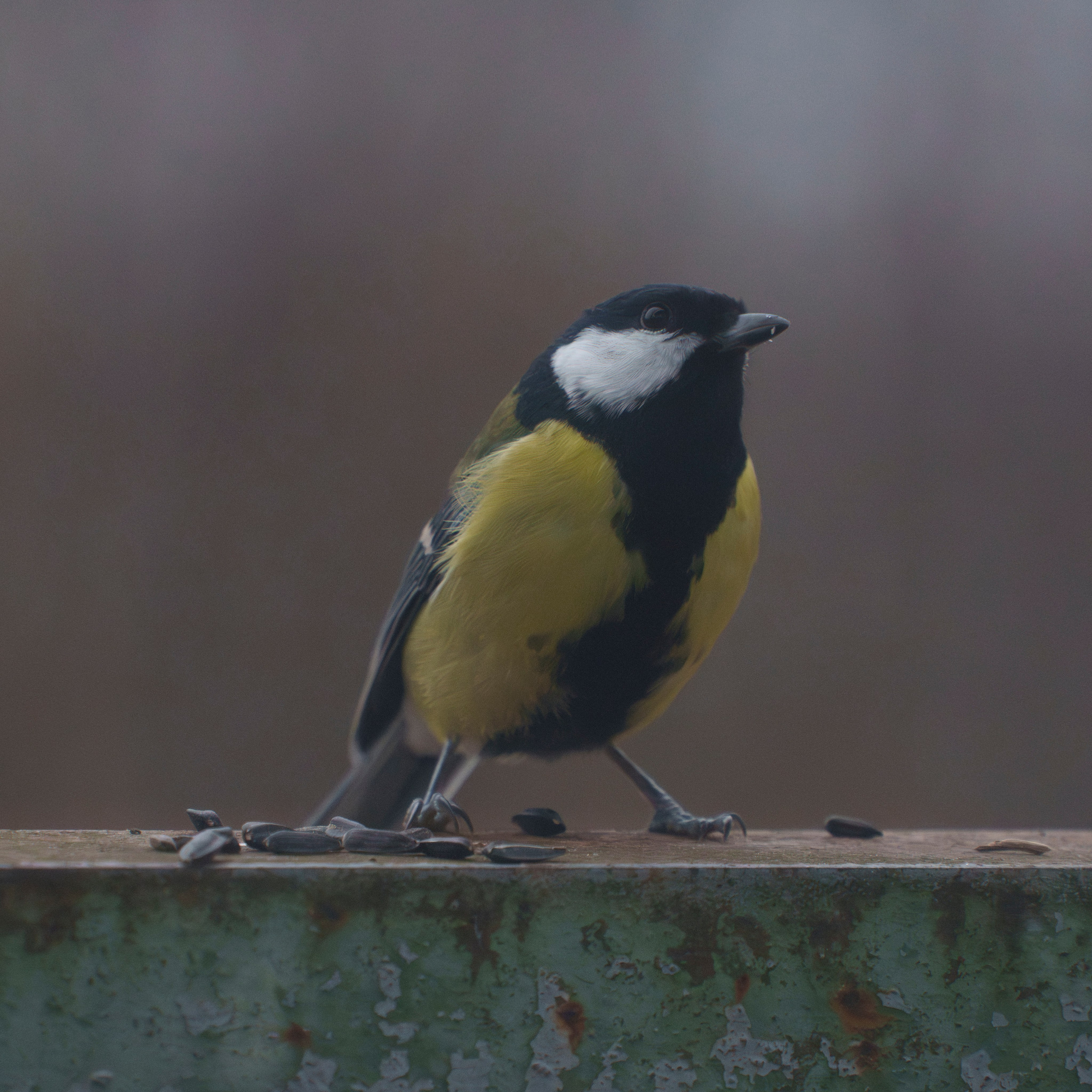 Animals — Животные