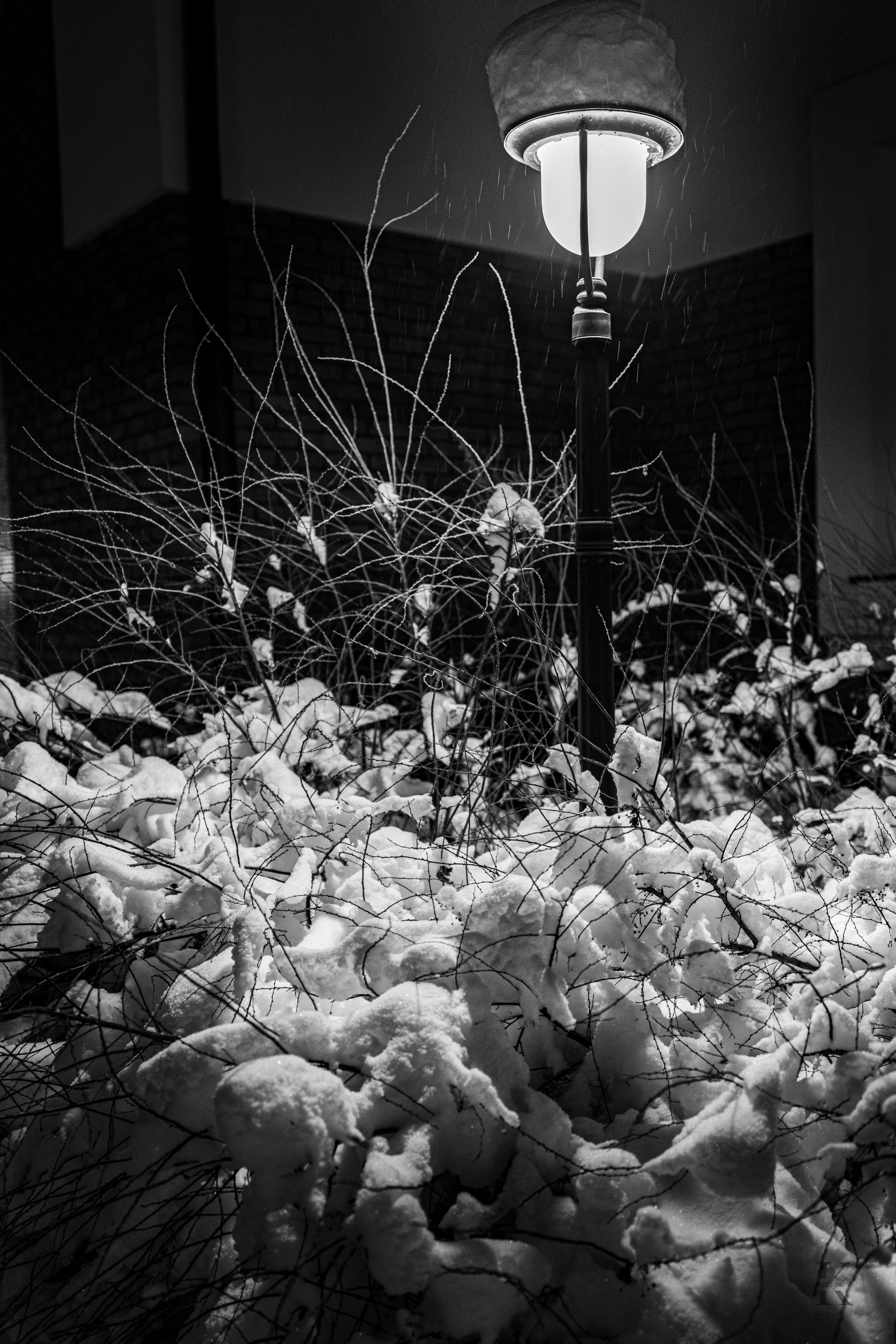 Природа 31 Декабря 2025 года. Клены. Фотографирую жизнь! Московский фотограф волонтер