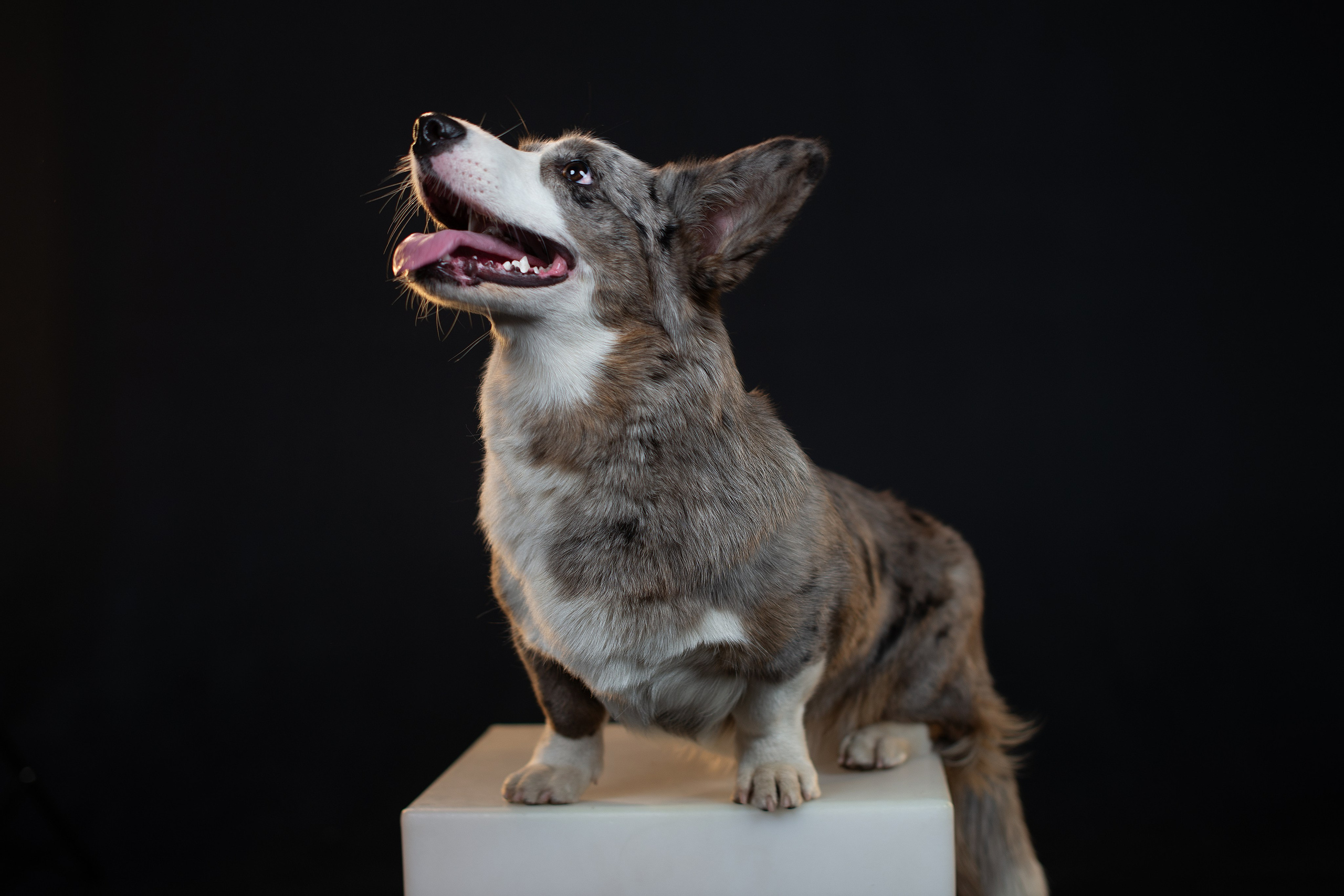 Семейная фотосессия. Творческий фотограф Вологда