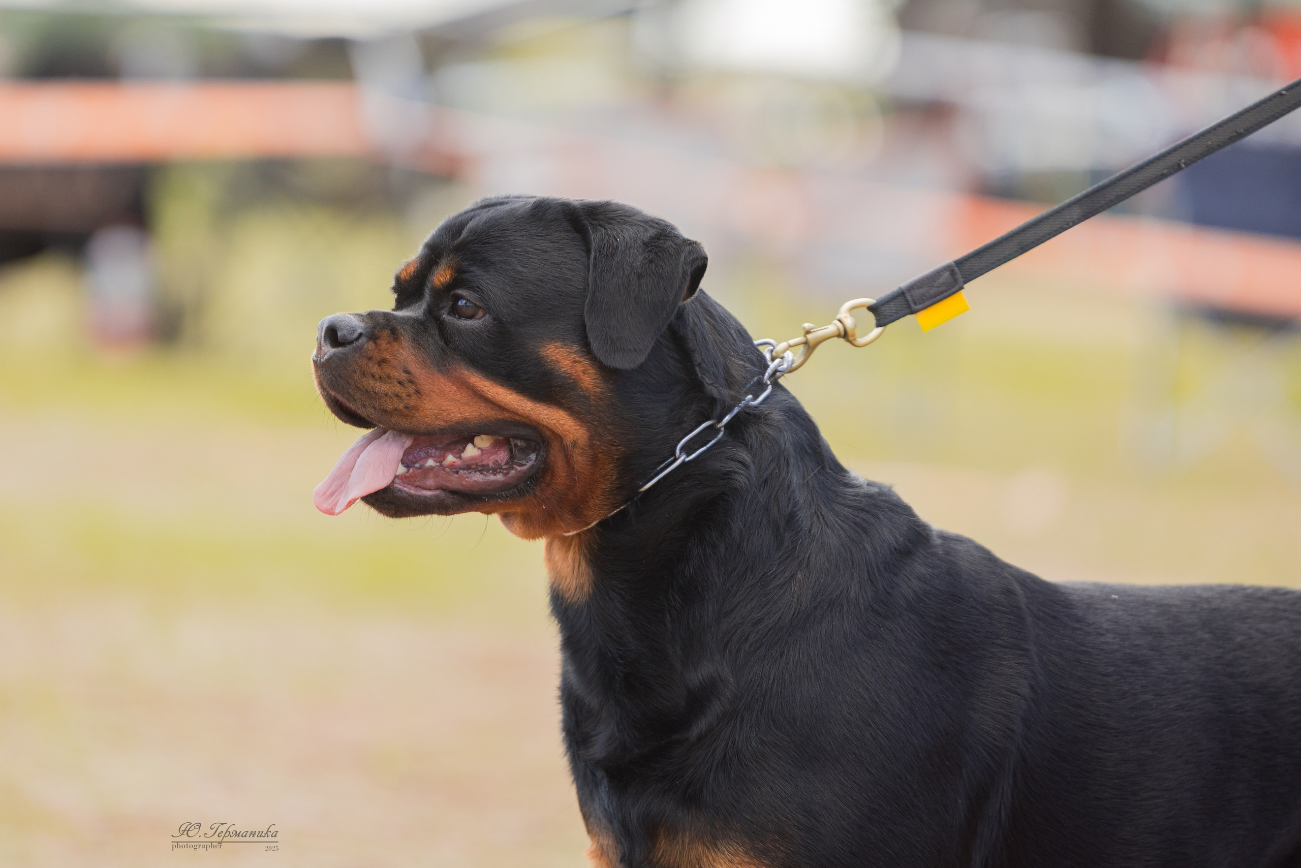 Тверь ротвейлеры 5-6.07.2025. Фотограф-анималист Юлия Германика