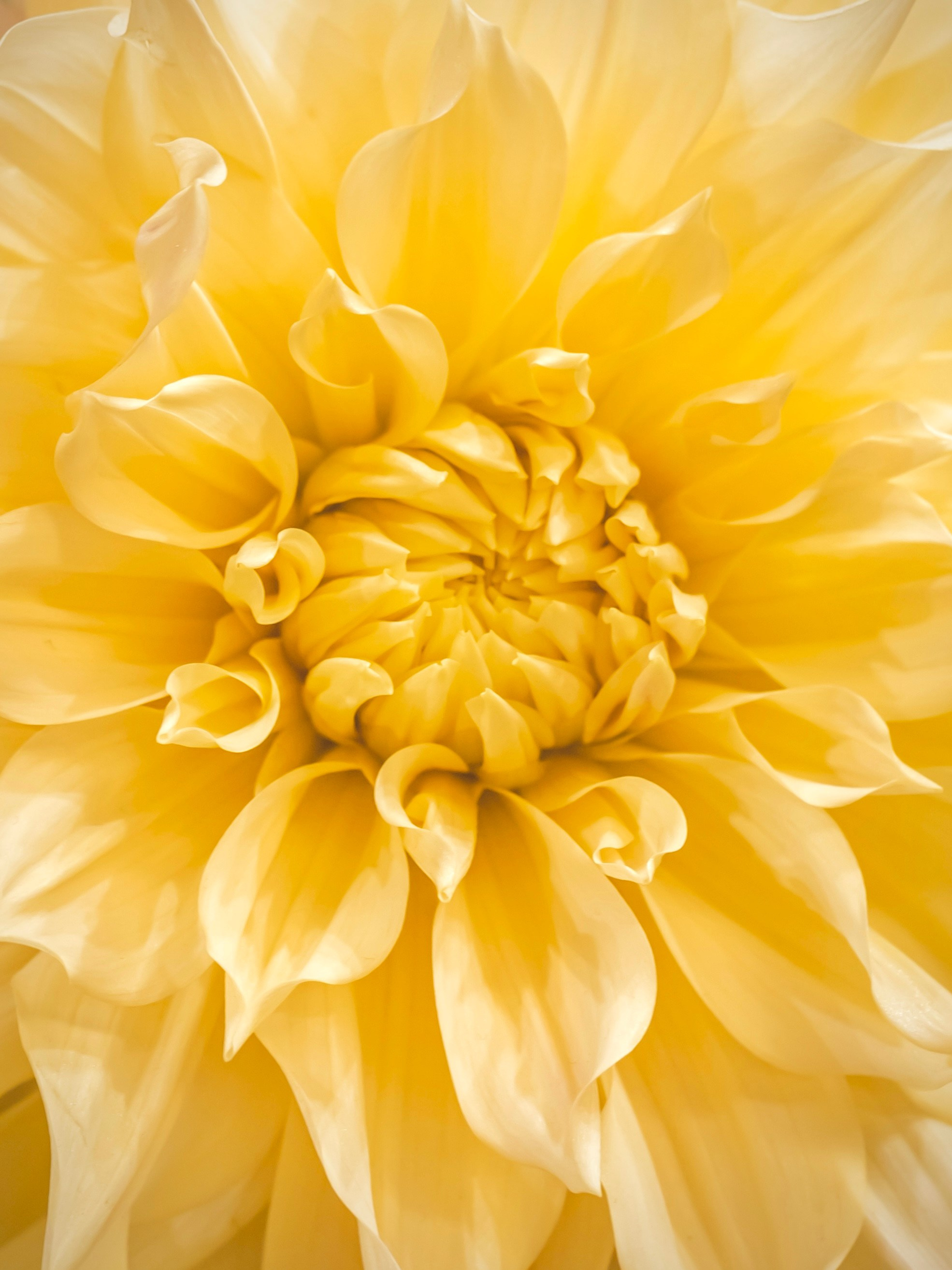 Цветы-Экспо 2023. Фотосессии и репортаж — Фотограф в Москве — Рина Серёгина