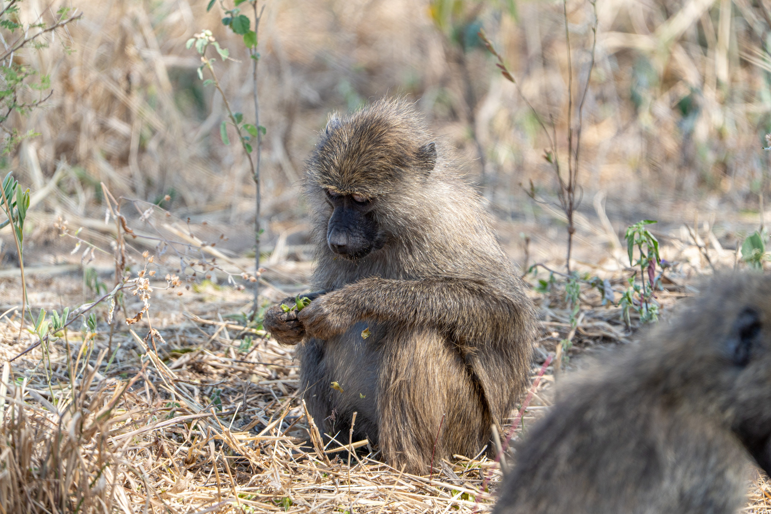 Танзания, сафари, 2025. Творческие сьемки