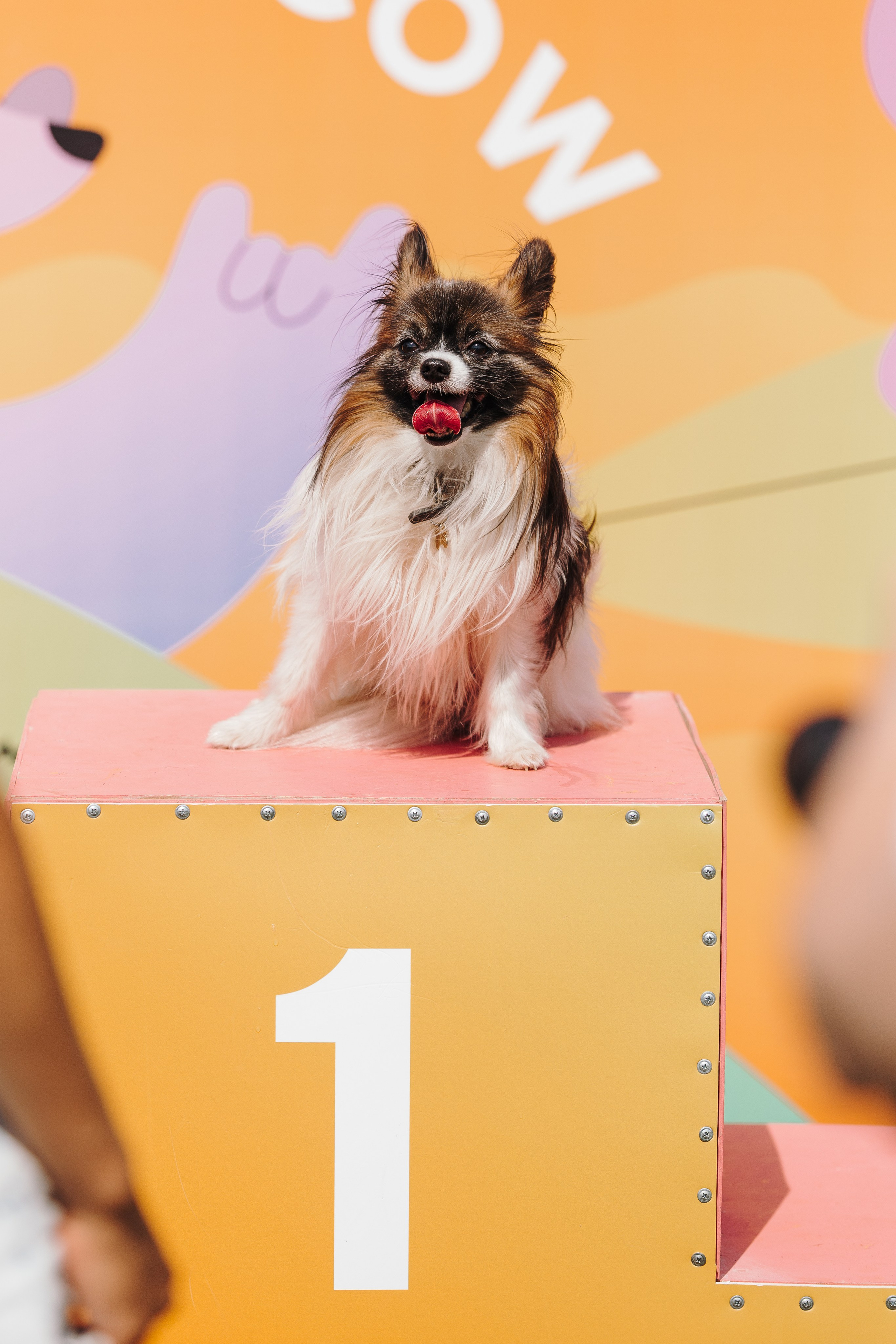 Petshop Sup day. Фотограф анималист Кристина Карпова, Москва